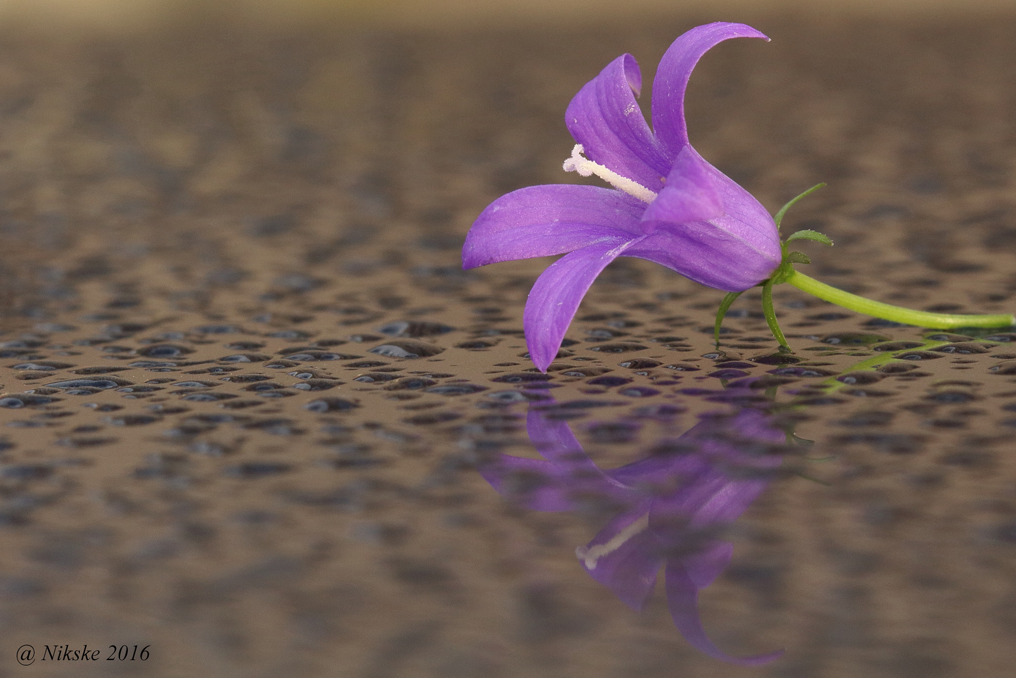 Canon EOS 700D (EOS Rebel T5i / EOS Kiss X7i) + Canon EF 100mm F2.8 Macro USM sample photo. A little flower on my roof of my car photography