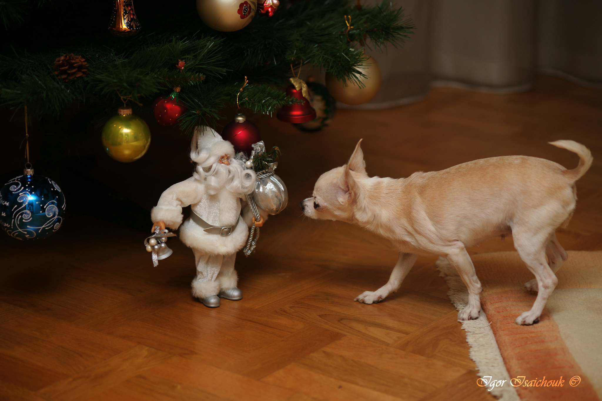 Sony Alpha DSLR-A900 + Sony 100mm F2.8 Macro sample photo. El chihuahua familiarity with santa photography