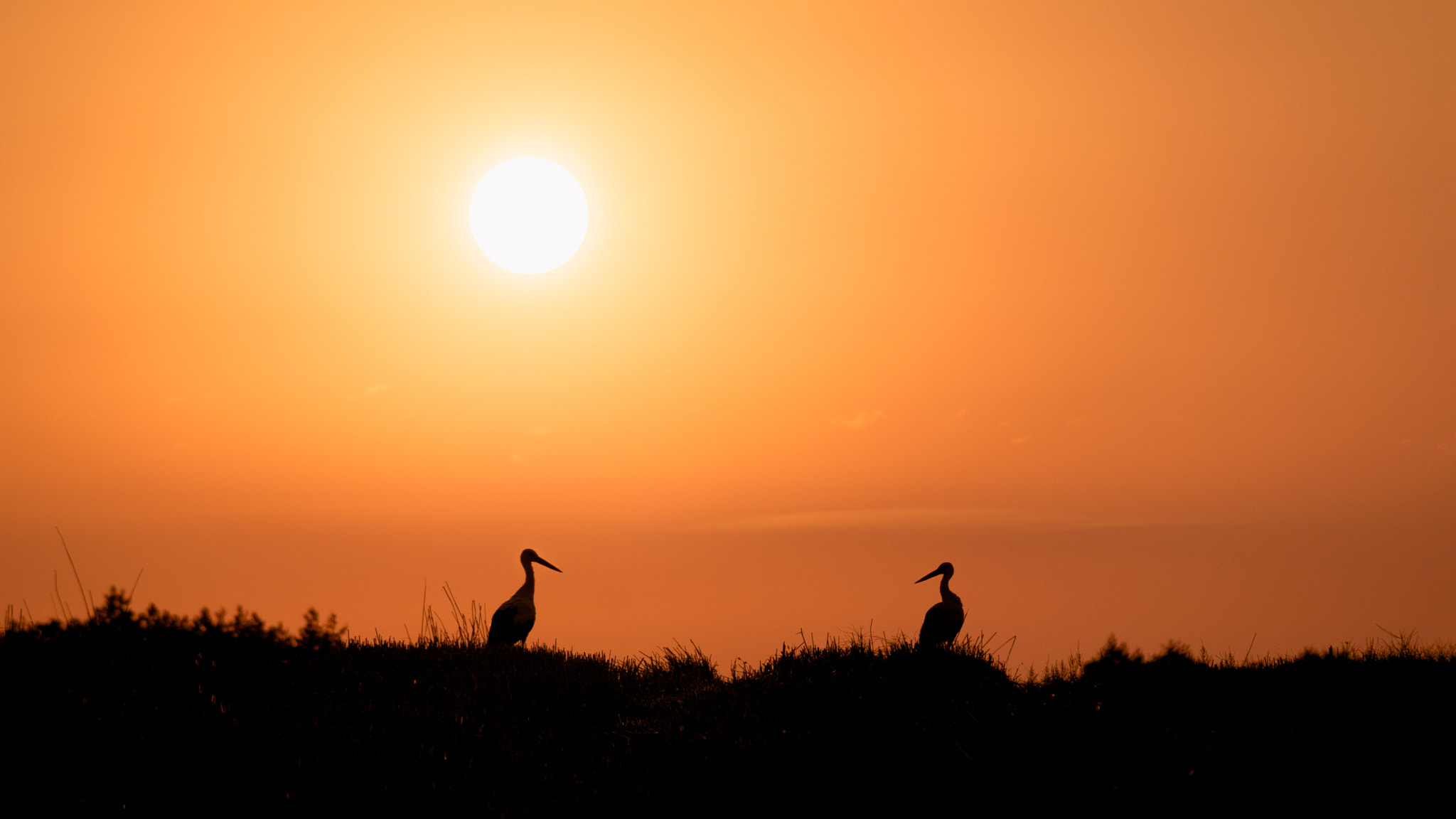 Samsung NX30 + Samsung NX 50-200mm F4-5.6 ED OIS sample photo. Storks photography