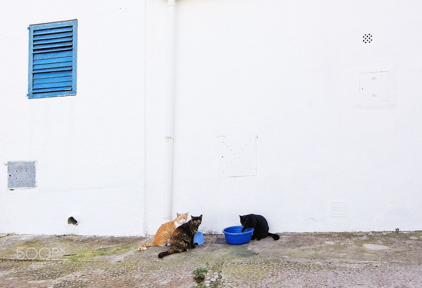 Nikon D7100 + Zoom-Nikkor 1200-1700mm f/5.6-8 P ED IF sample photo. Cats in eivissa photography