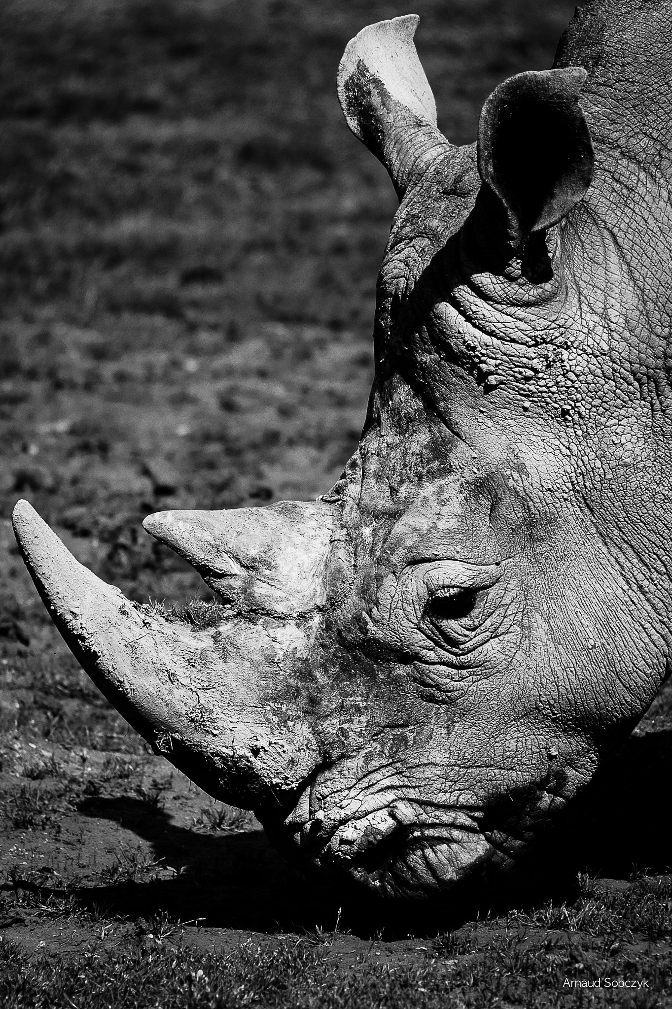 Sigma 120-400mm F4.5-5.6 DG OS HSM sample photo. Rhino photography