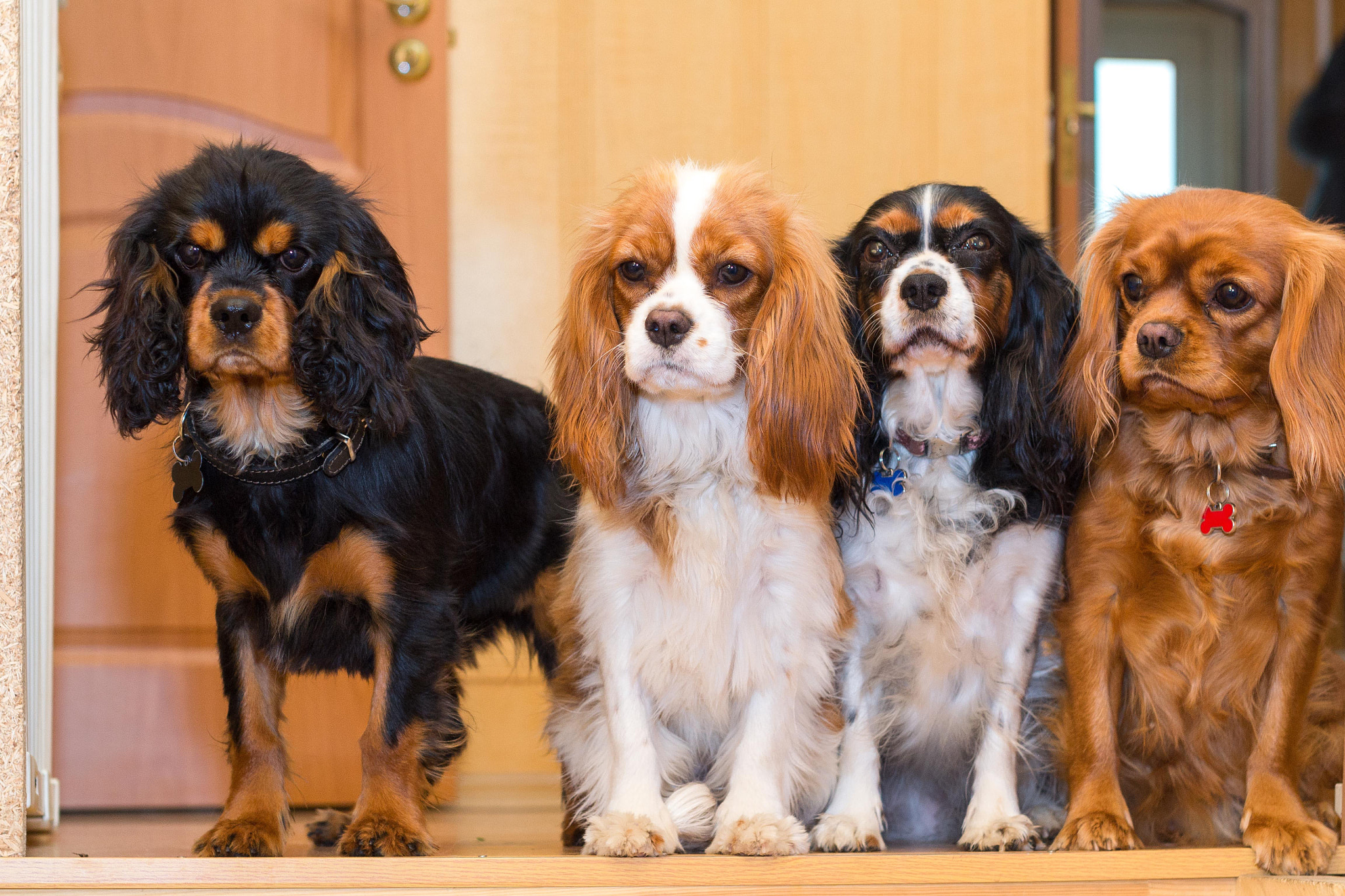 Nikon D3100 + Sigma 50mm F1.4 EX DG HSM sample photo. Cavalier king charles spaniel 4 colors photography