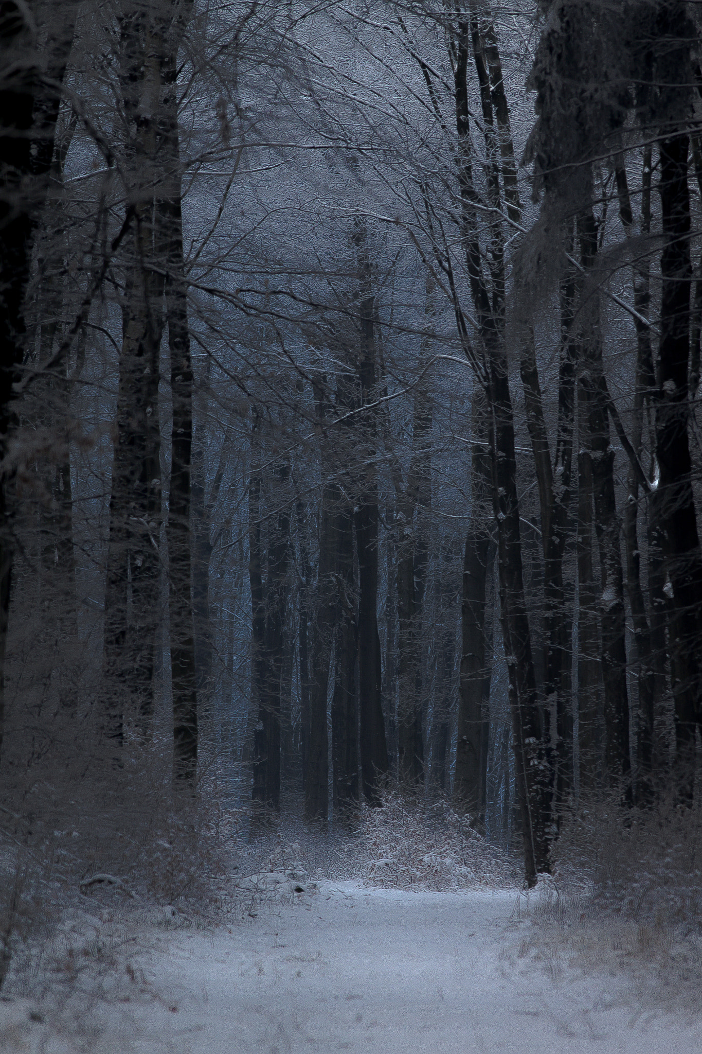 Canon EOS 50D + Canon EF 300mm F4L IS USM sample photo. Winter forest photography