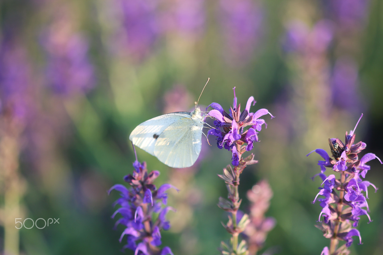 Sigma 105mm F2.8 EX DG OS HSM sample photo. Face value photography