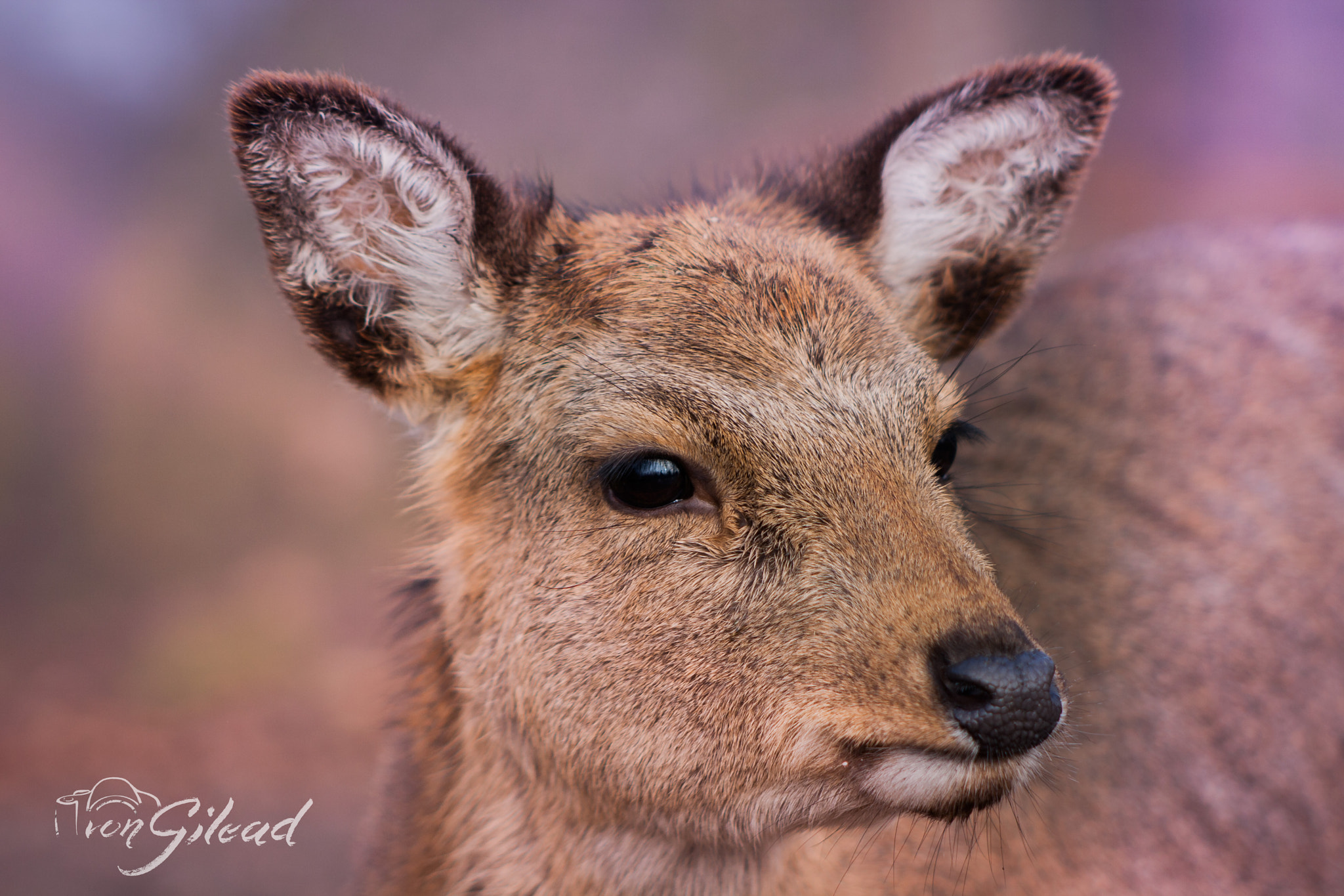 Canon EF 70-210mm f/3.5-4.5 USM sample photo. Bambi photography