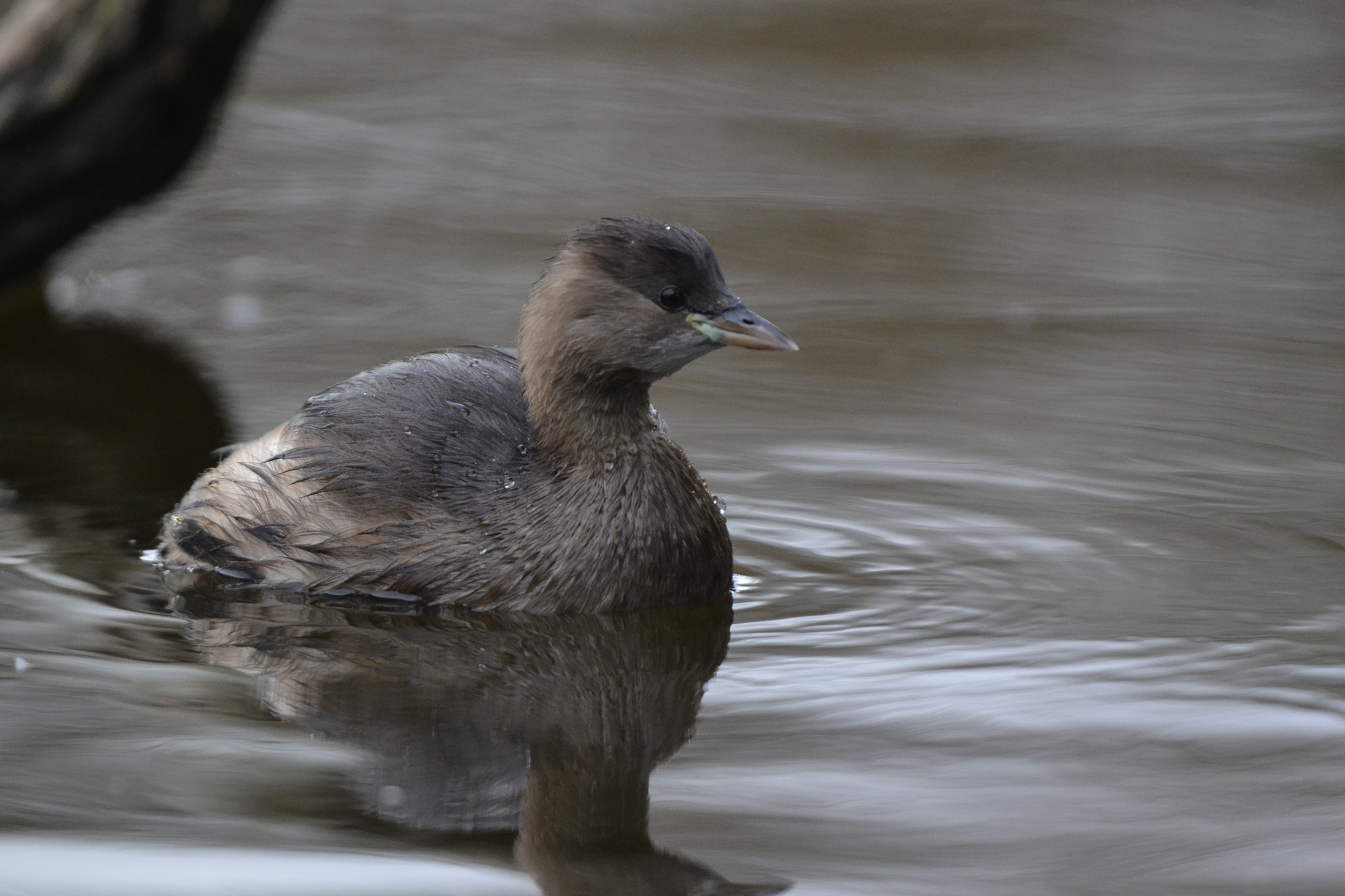 Nikon D3100 + Nikon AF-S Nikkor 500mm F4G ED VR sample photo. Little grebe photography