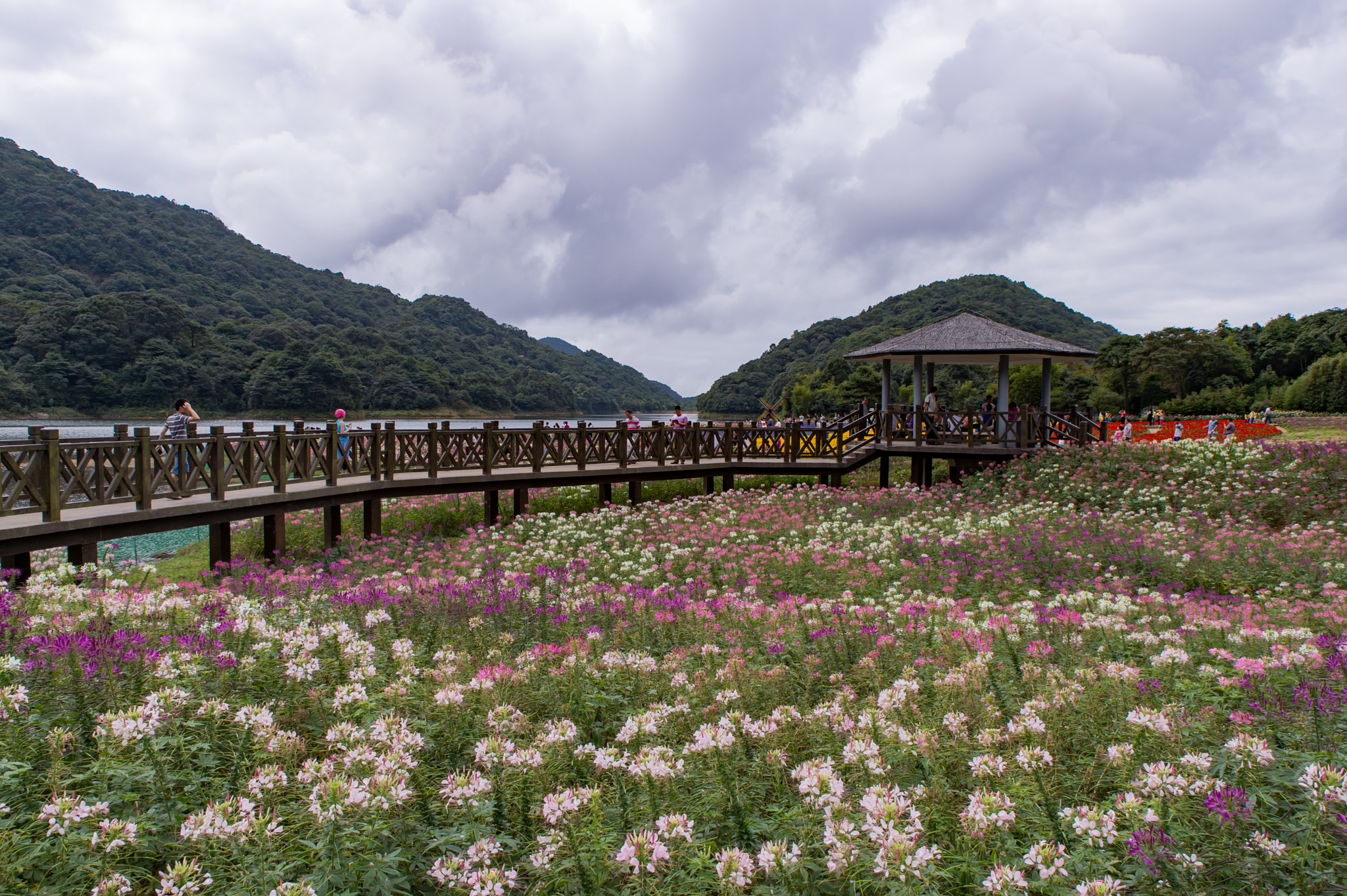 Nikon Df sample photo. Blossoming photography