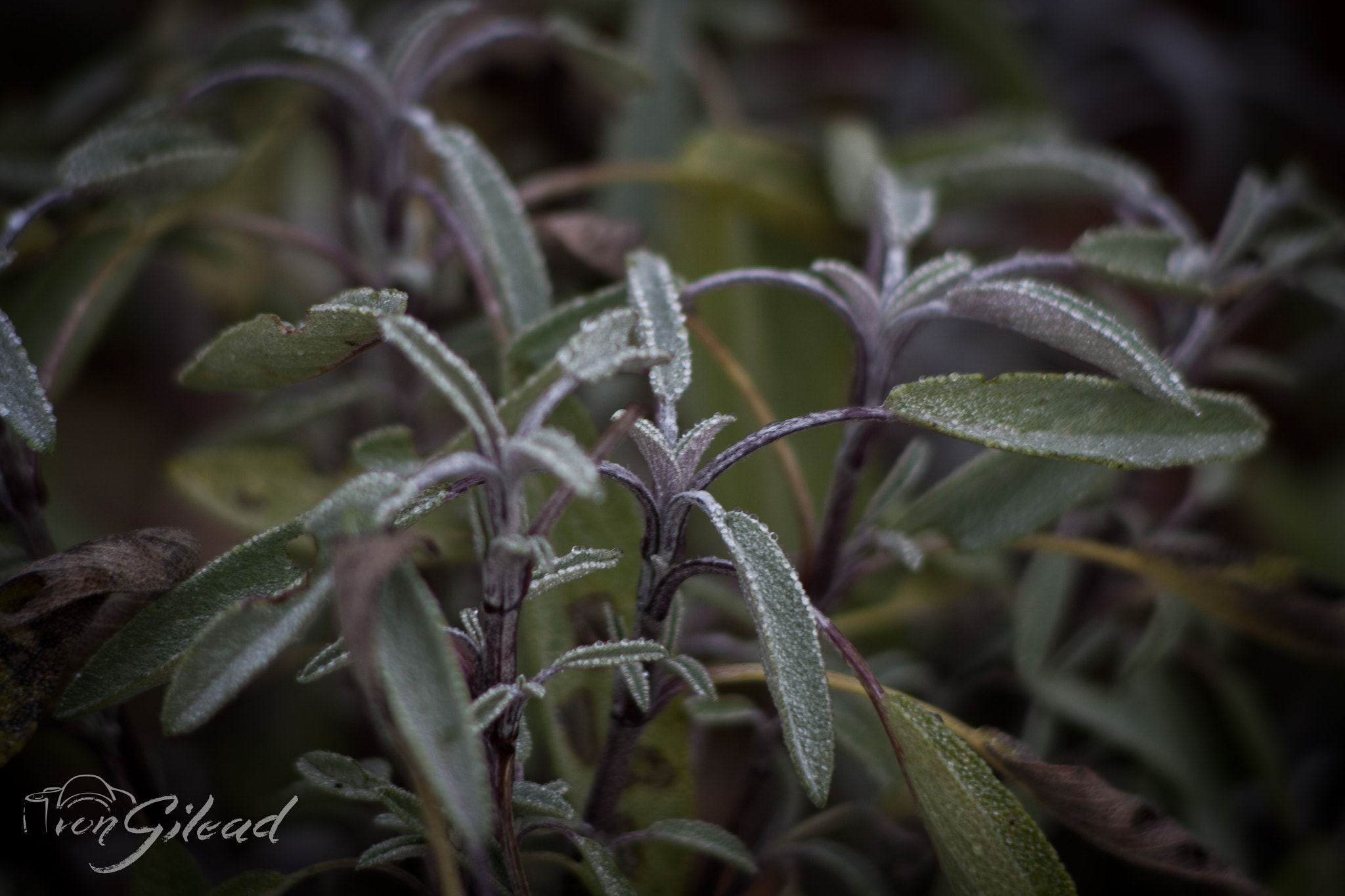Canon EF 70-210mm f/3.5-4.5 USM sample photo. Sage photography