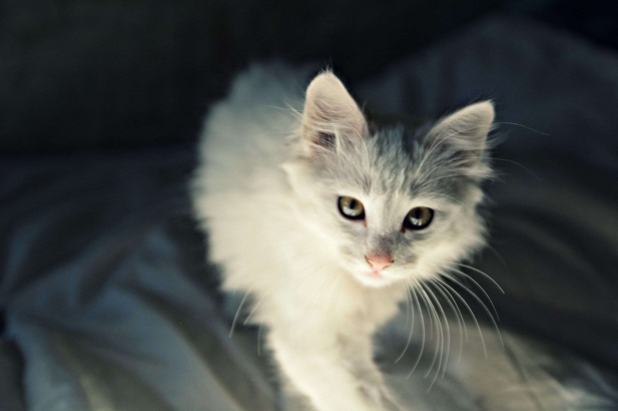 Canon EOS 760D (EOS Rebel T6s / EOS 8000D) sample photo. Katyte photography
