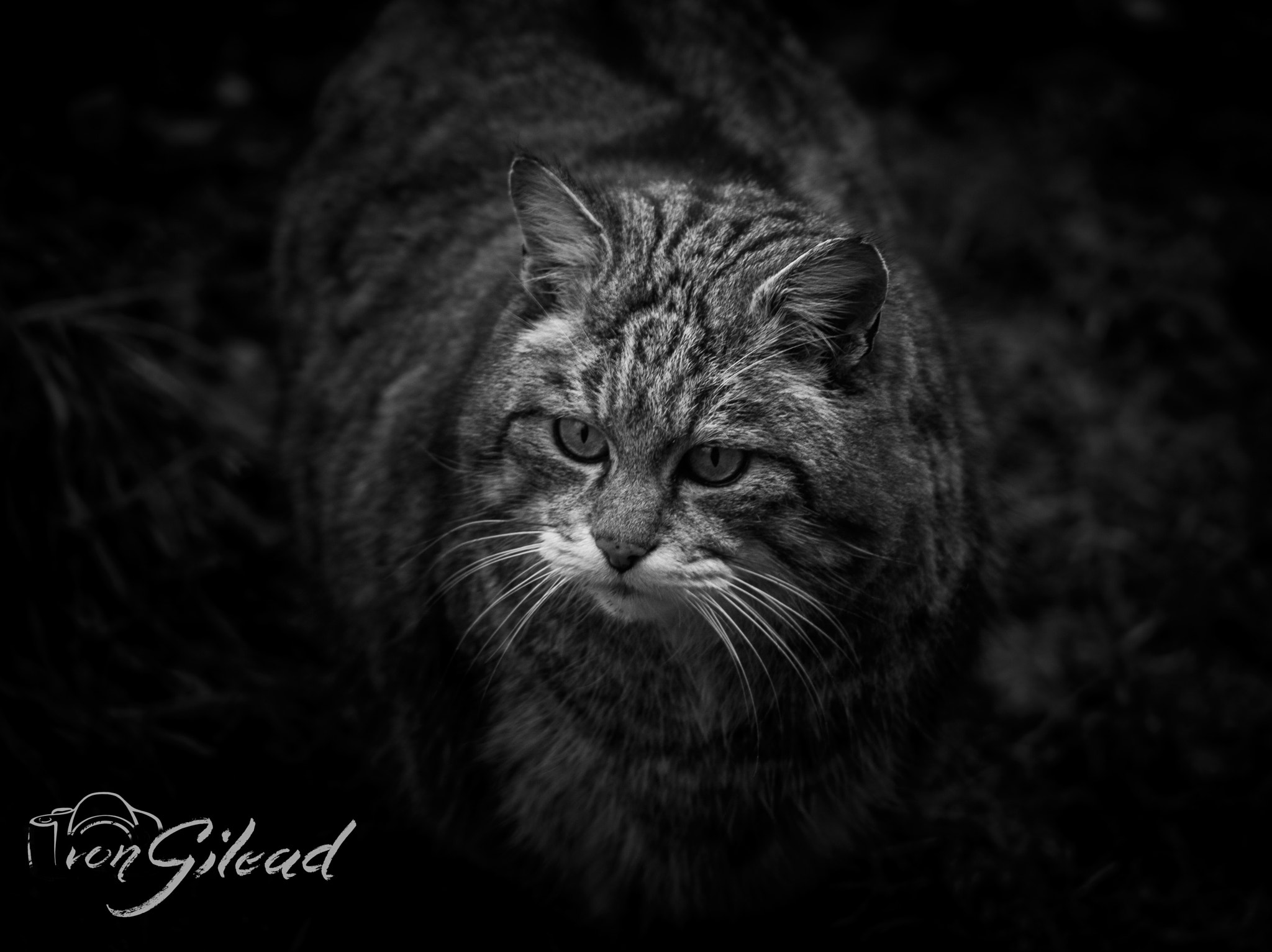 Canon EF 70-210mm f/3.5-4.5 USM sample photo. Wildcat photography
