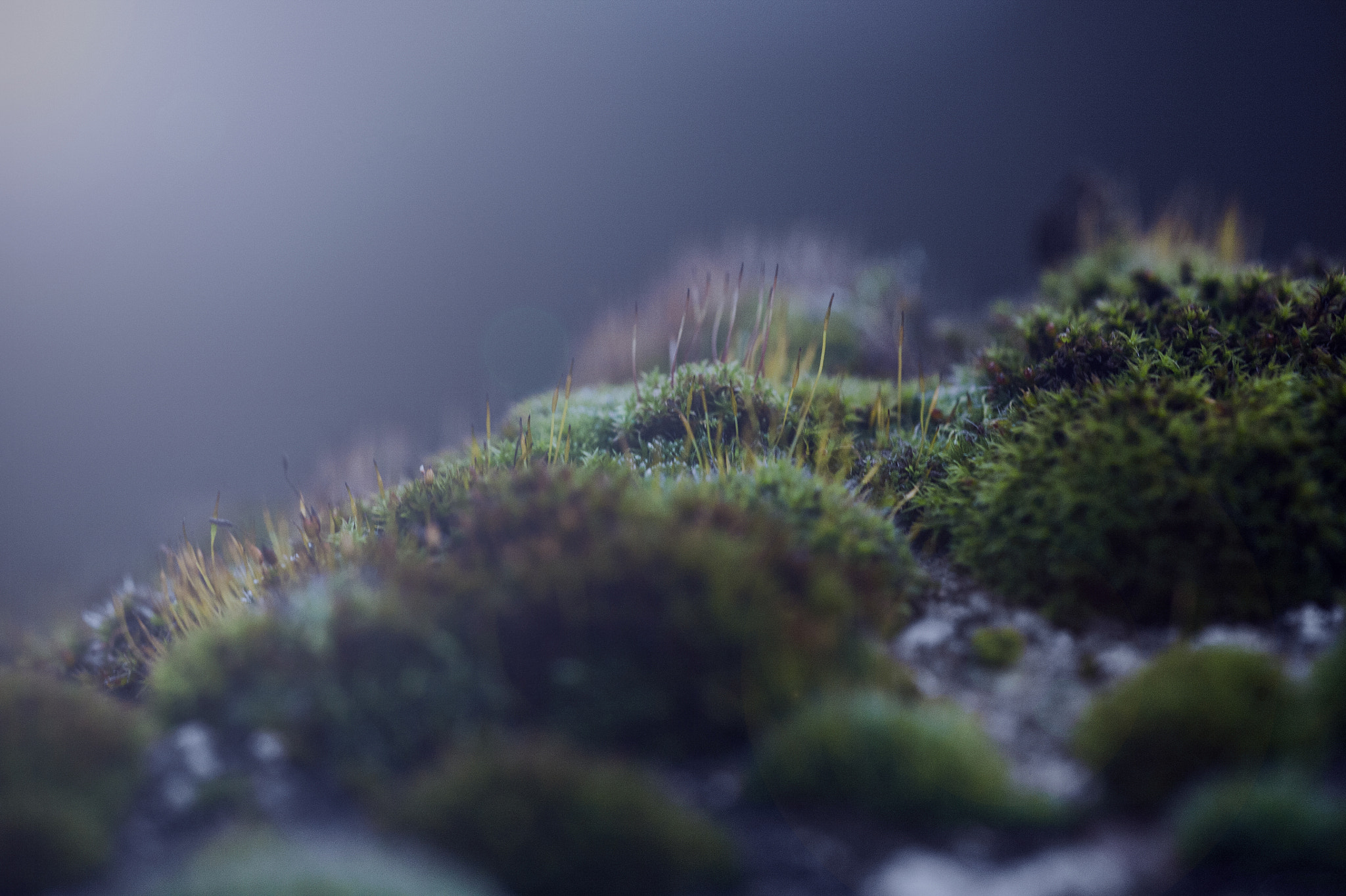 Sigma APO Macro 150mm f/2.8 EX DG HSM sample photo. Bedtime stories photography