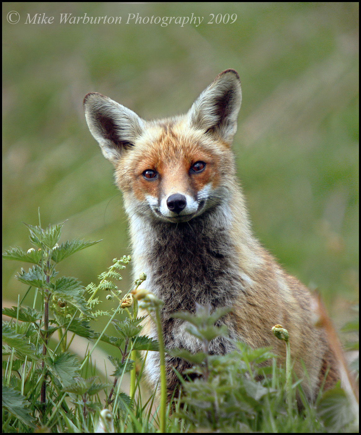 Sigma 50-500mm f/4-6.3 APO HSM EX sample photo. `happy` red fox photography
