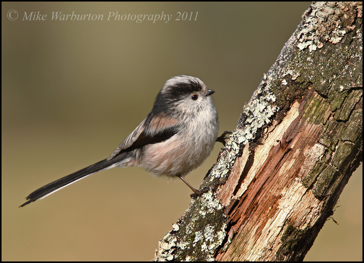 Sigma 50-500mm f/4-6.3 APO HSM EX sample photo. Long tailed tit photography