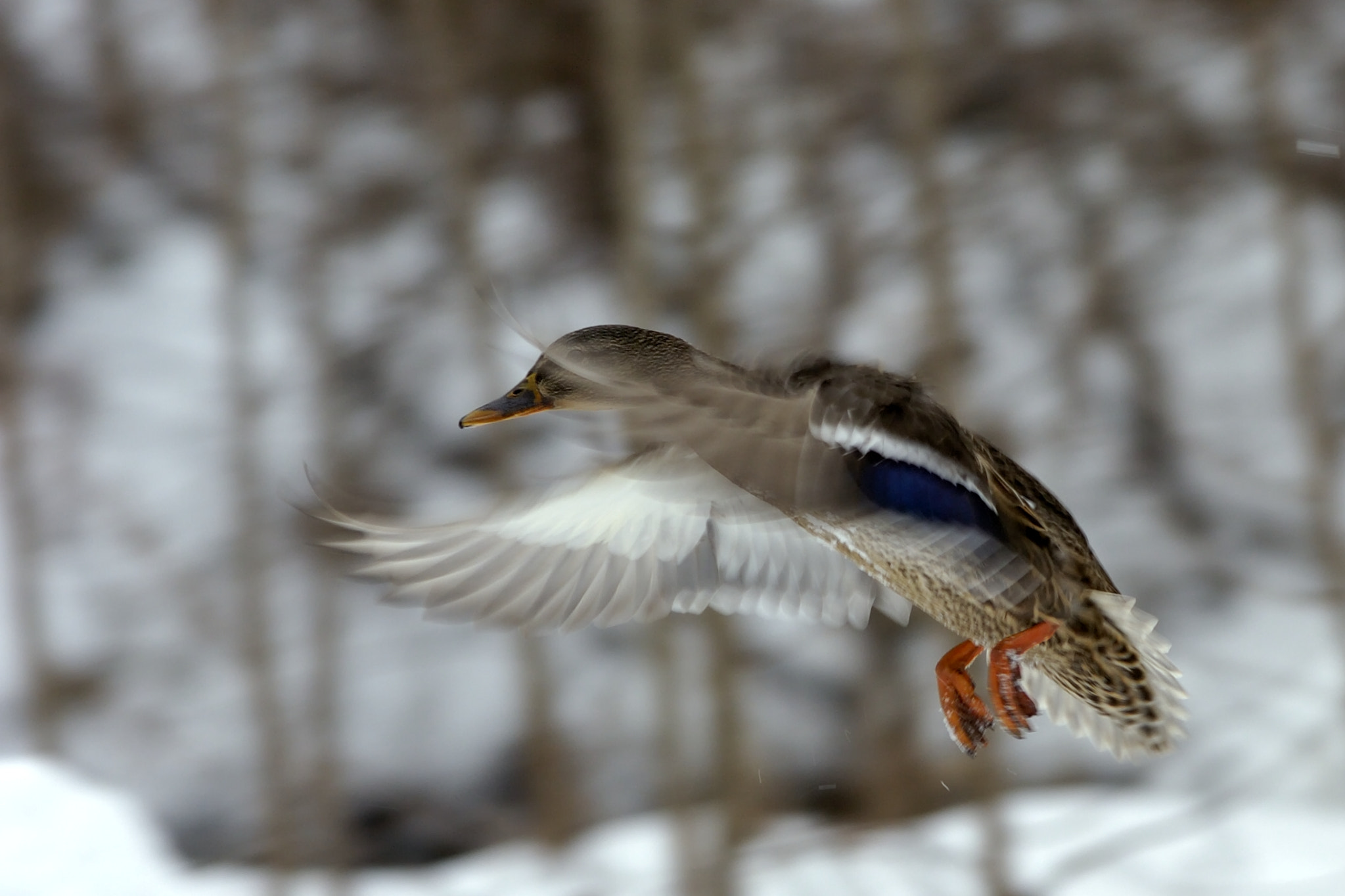 Nikon D2Hs sample photo. Flying duck photography