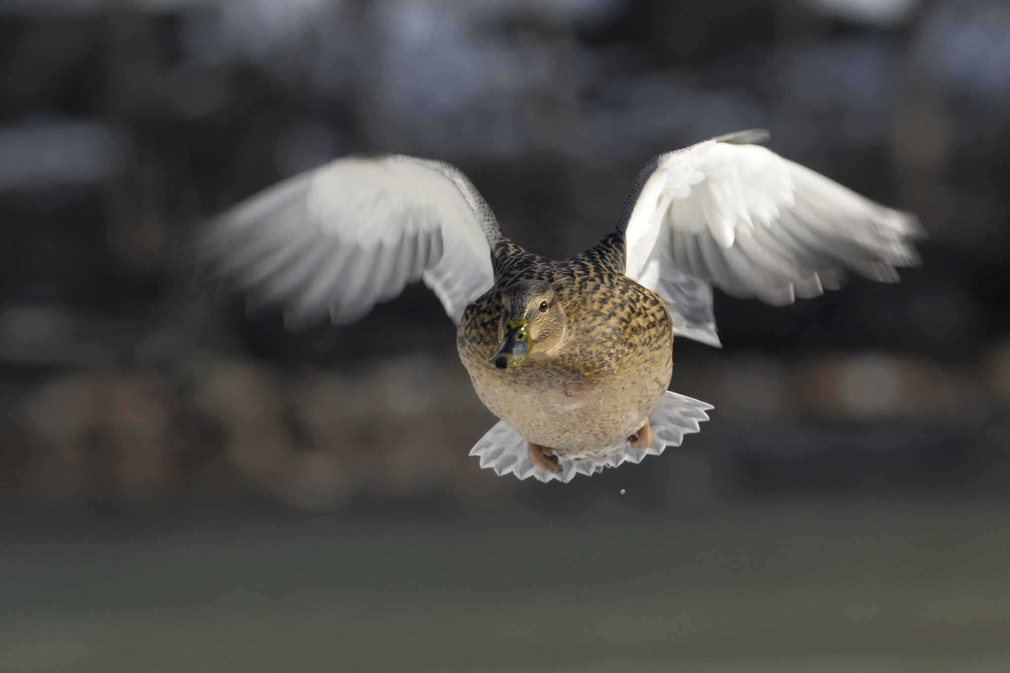 Nikon AF-S Nikkor 300mm F2.8G ED-IF VR sample photo. Frontal flying photography
