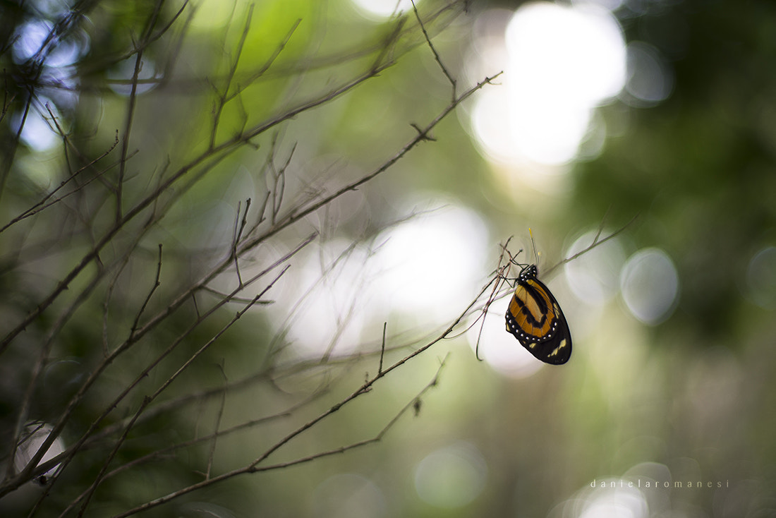 Sony a7R + ZEISS Planar T* 50mm F1.4 sample photo. Silence photography