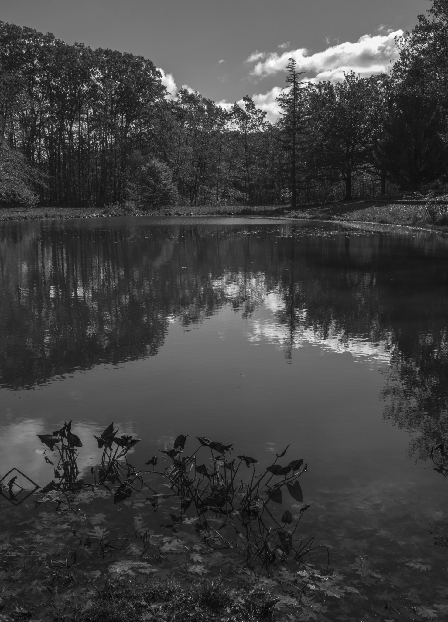 Tri-Elmar-M 1:4/28-35-50 ASPH. sample photo. Untitled b&w no.12 photography