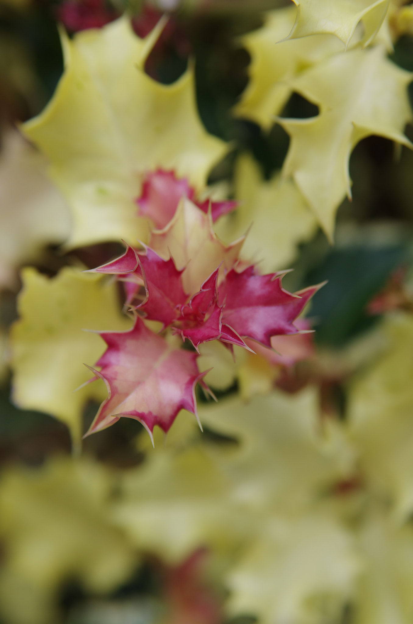 Tamron AF 28-75mm F2.8 XR Di LD Aspherical (IF) sample photo. Holly photography