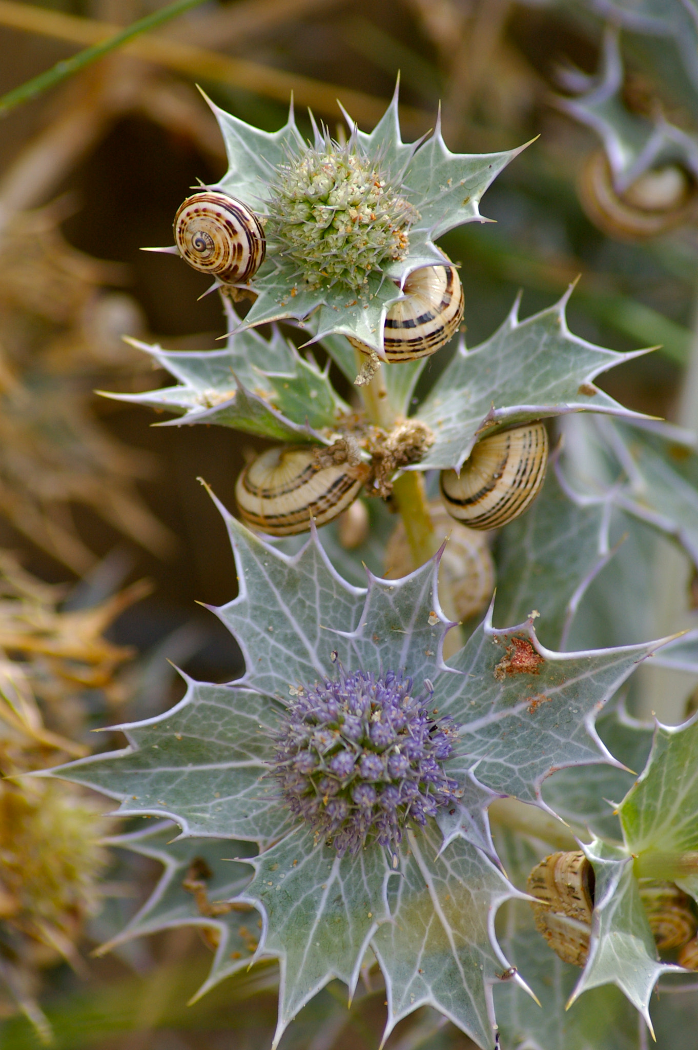 Pentax *ist DL + Tamron AF 70-300mm F4-5.6 Di LD Macro sample photo. Snails on thistles photography