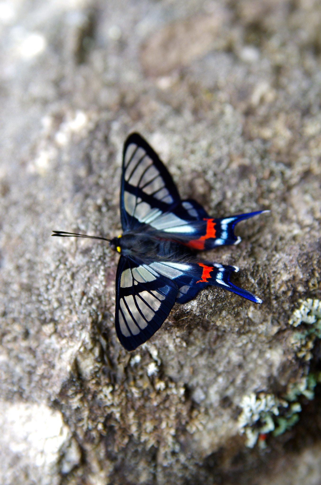 Pentax K-5 II sample photo. Butterfly at gates of the sun photography