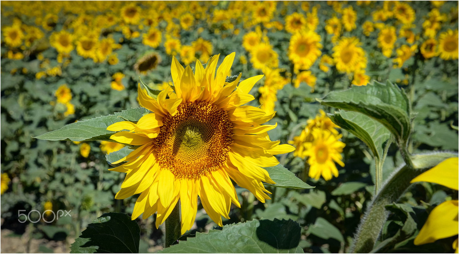 Nikon D7000 + Nikon AF Fisheye-Nikkor 16mm F2.8D sample photo. Sunflowers in rioja photography