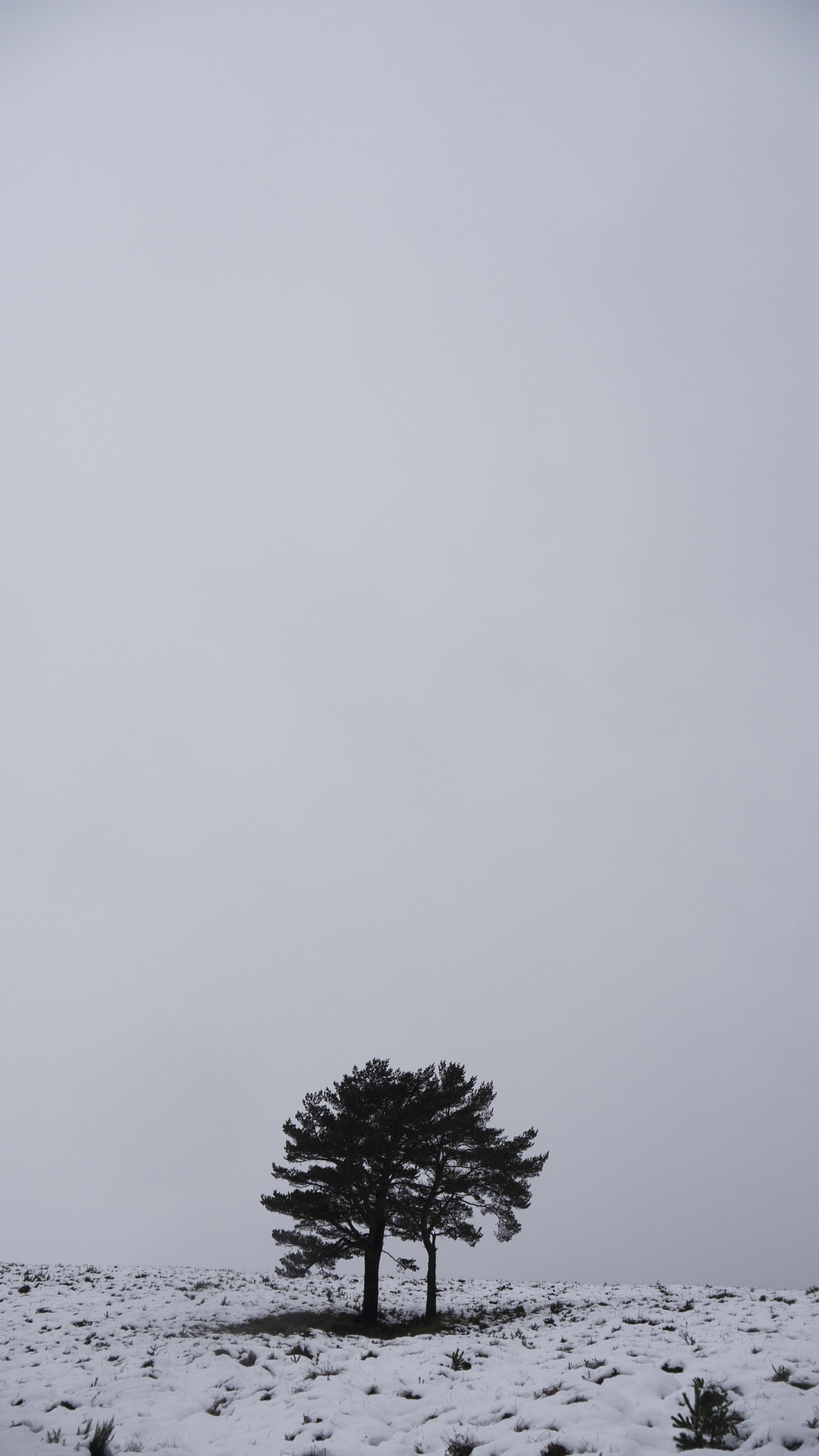 Panasonic Lumix DMC-GH2 sample photo. Alone tree photography