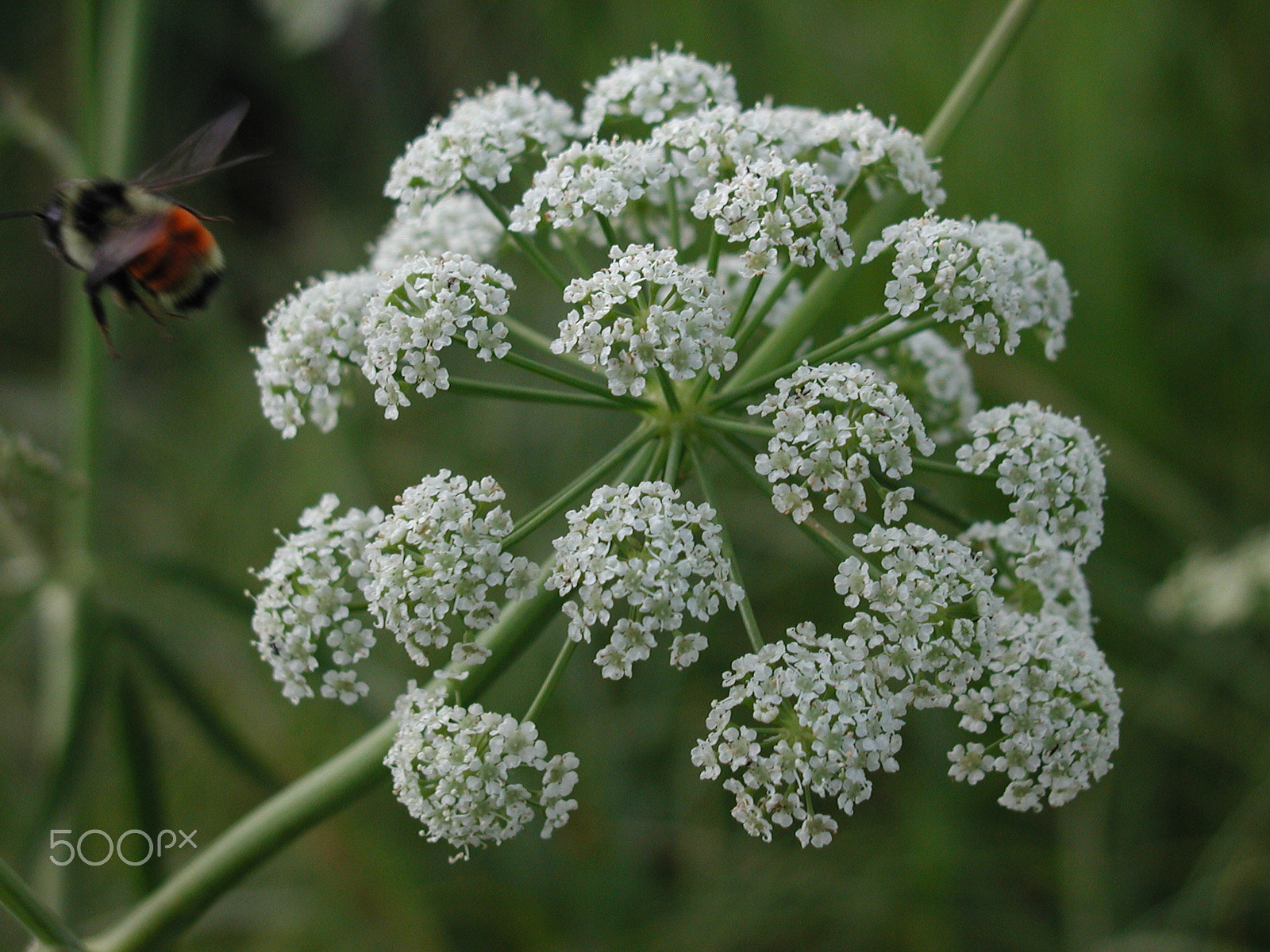 Olympus C3000Z sample photo. The flower and the bee photography