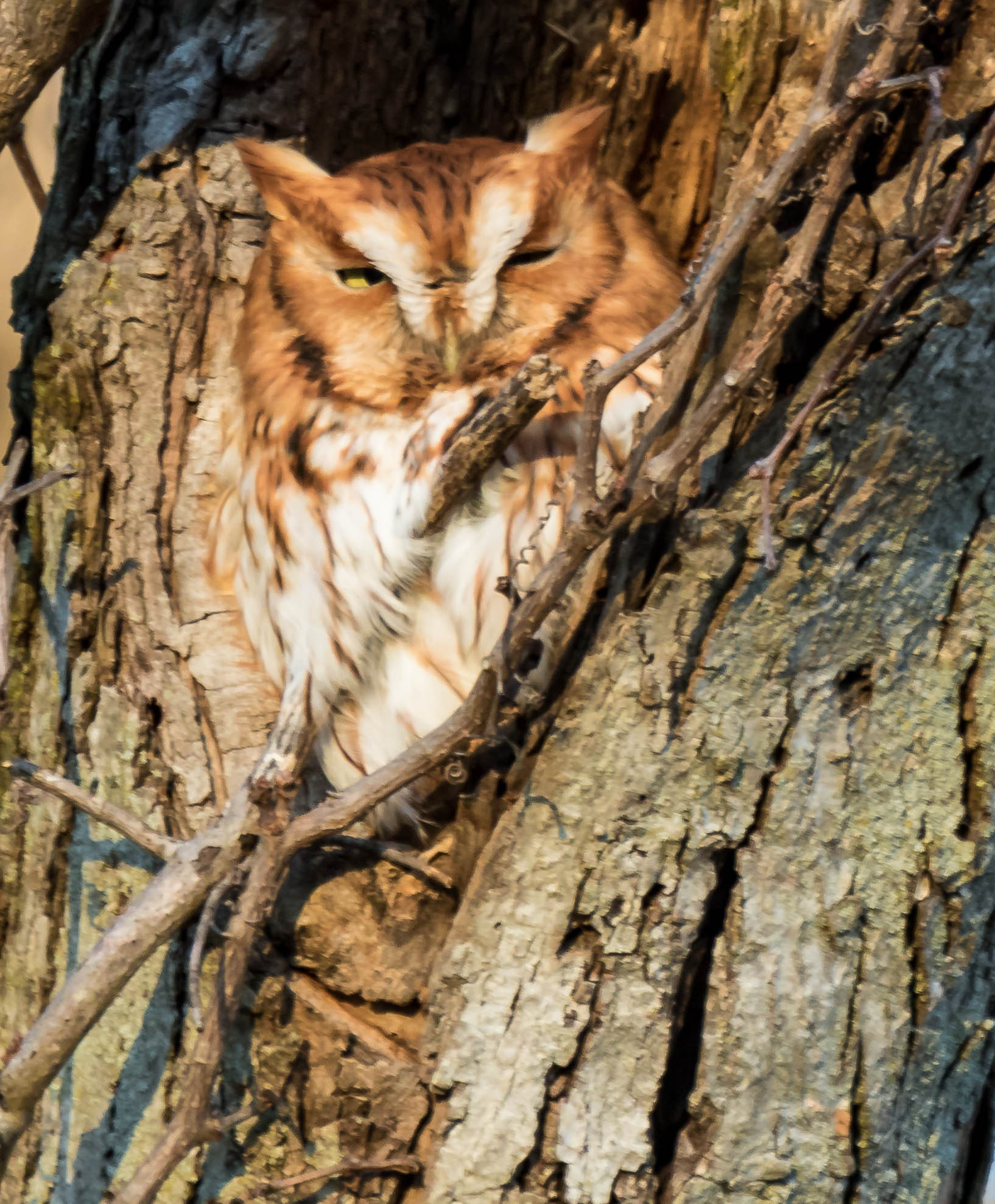 Canon EF 100-400mm F4.5-5.6L IS USM sample photo. Eastern screech-owl photography