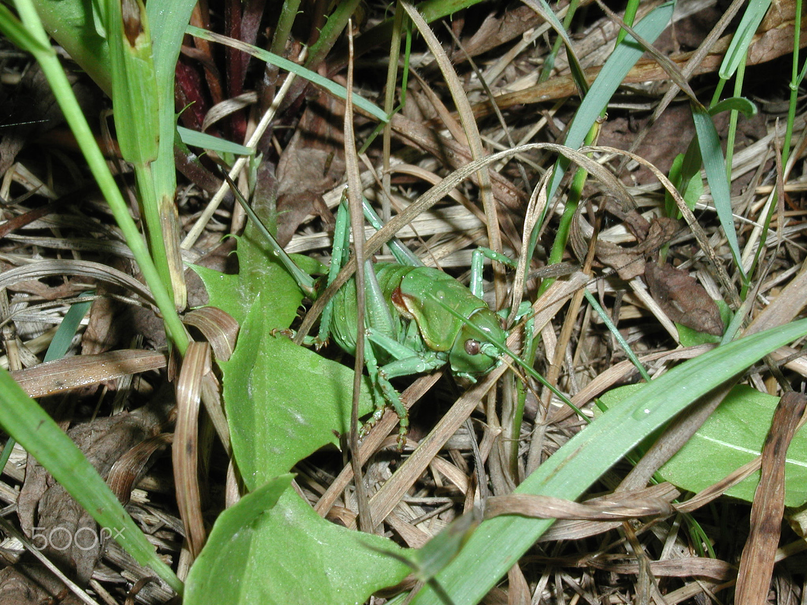 Olympus C3000Z sample photo. Can you see me? photography