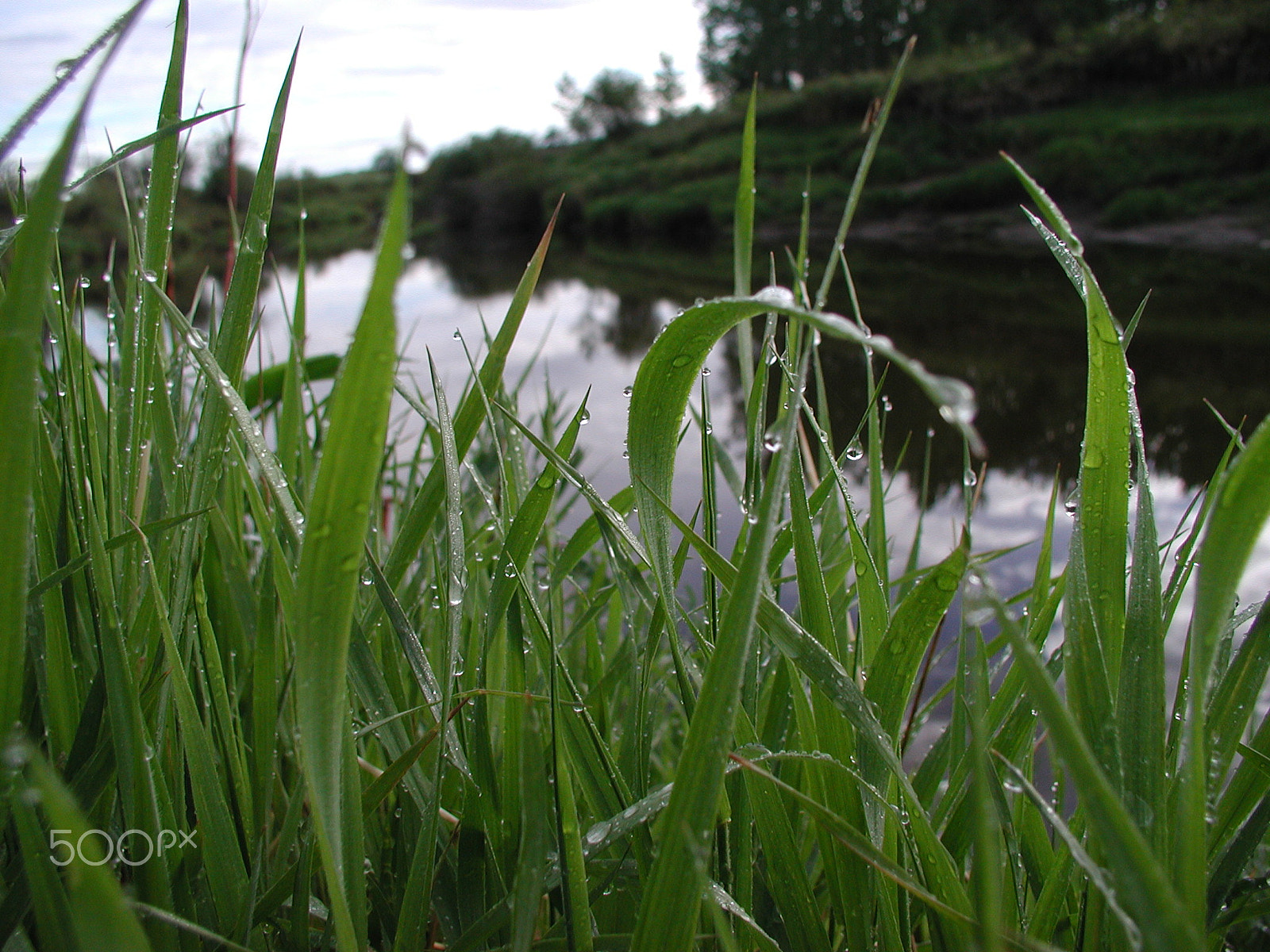 Olympus C3000Z sample photo. Morning dew photography