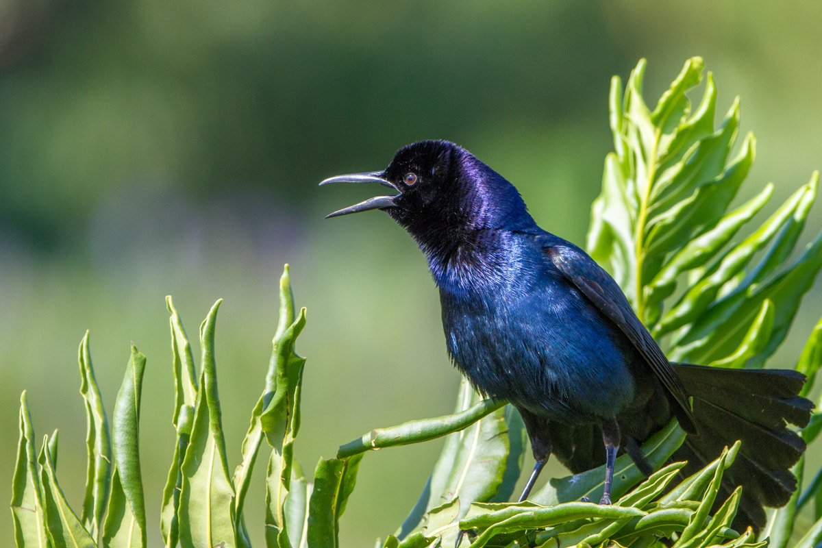 Canon EF 200-400mm F4L IS USM Extender 1.4x sample photo. Boat-tailed grackle photography