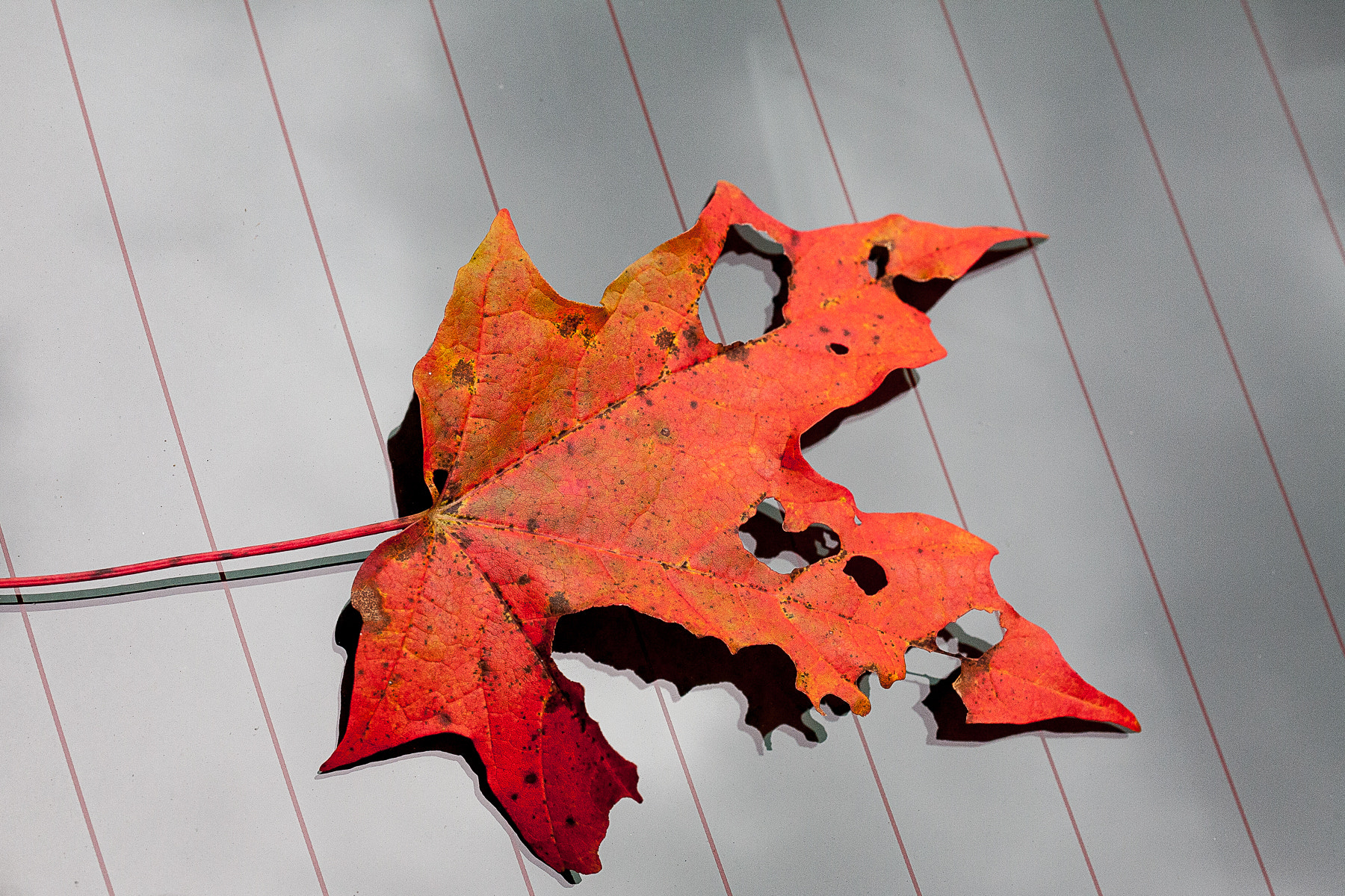 ZEISS Makro-Planar T* 50mm F2 sample photo. Leaf on the window photography