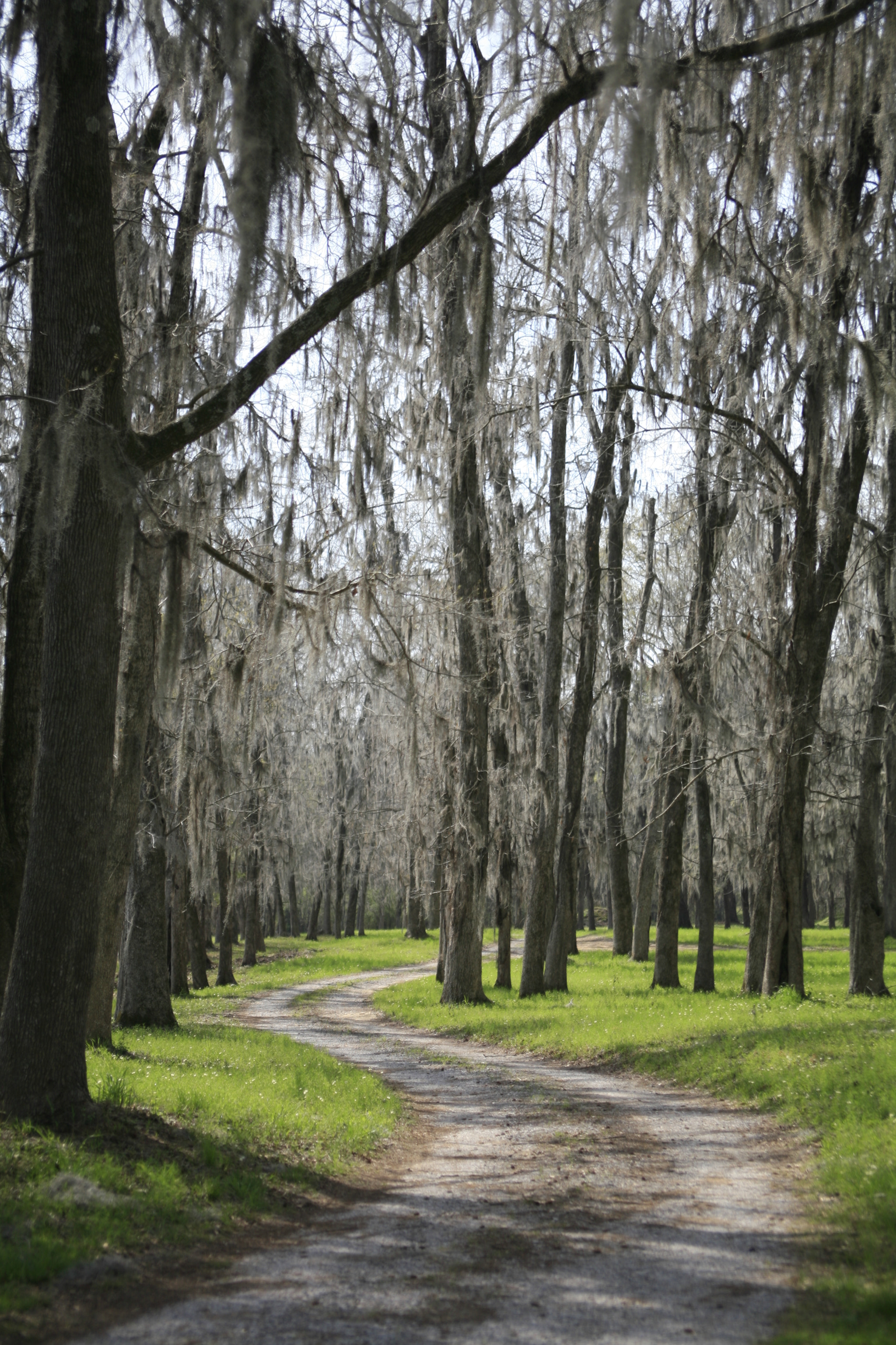 Canon EF 28-70mm f/3.5-4.5 sample photo. Moss photography