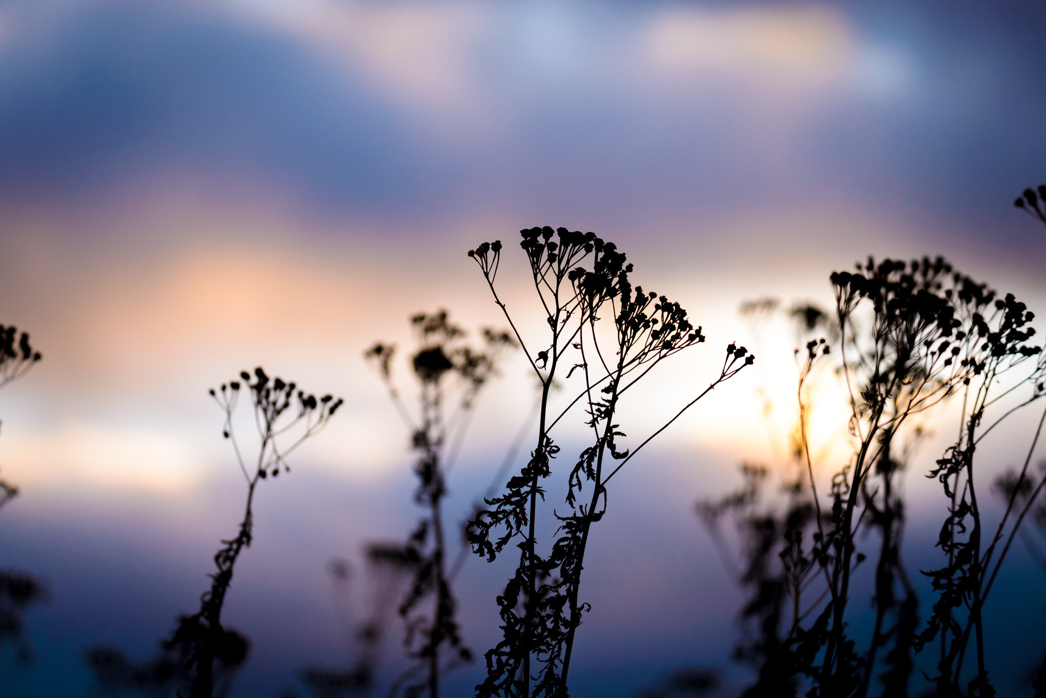 Sigma 150-600mm F5-6.3 DG OS HSM | S sample photo. New year sunset photography