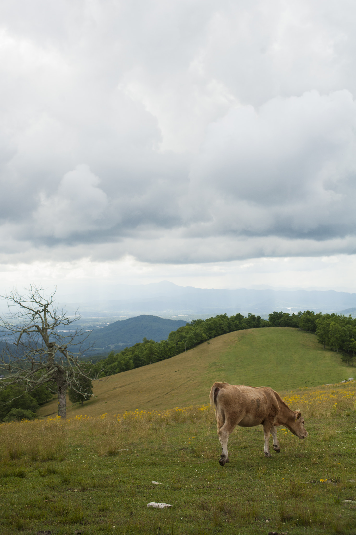 Canon EOS 5D + Canon EF 28-70mm f/3.5-4.5 sample photo. Cow photography