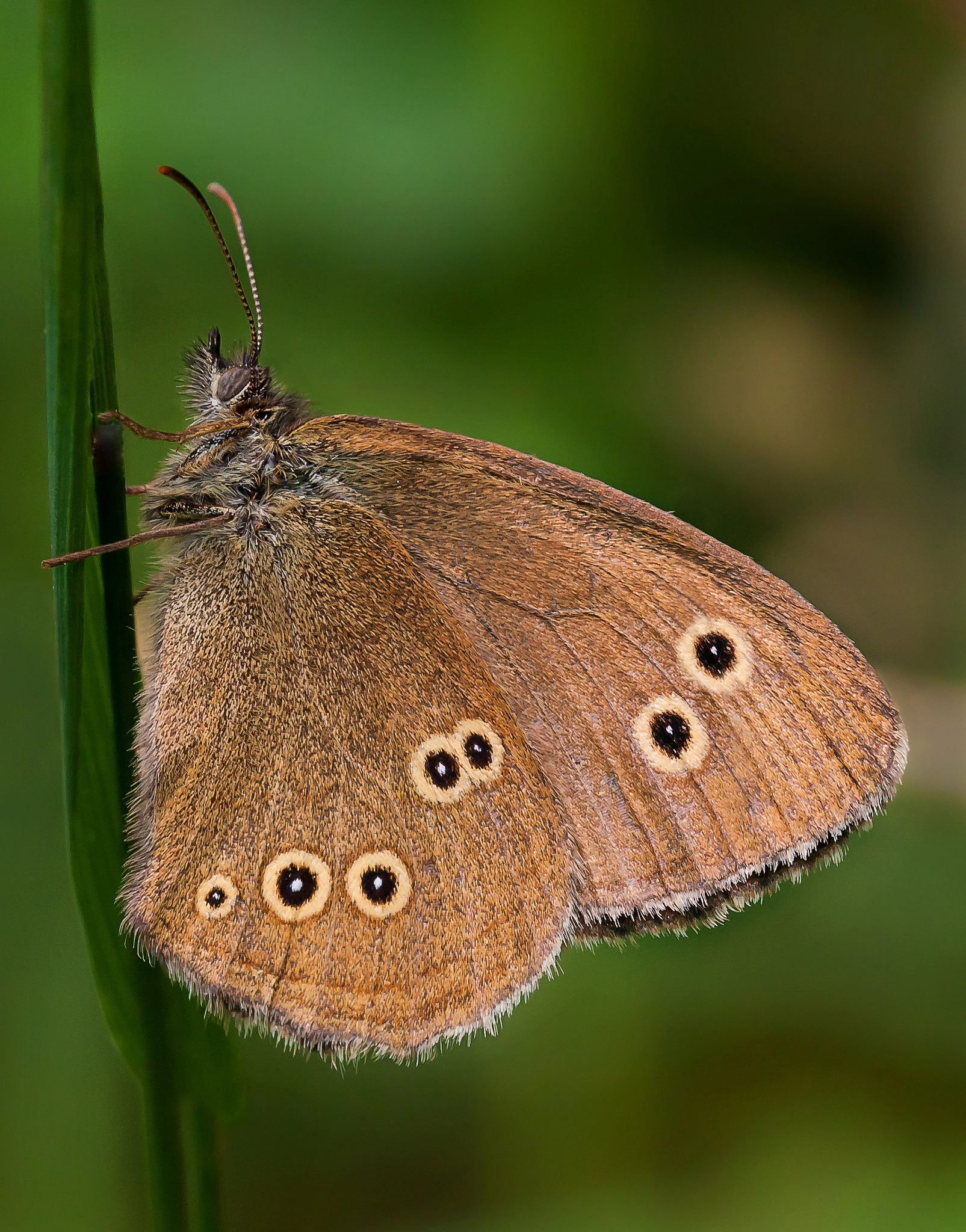 Canon EOS 40D + Sigma 105mm F2.8 EX DG OS HSM sample photo. Ringlet butterfly photography