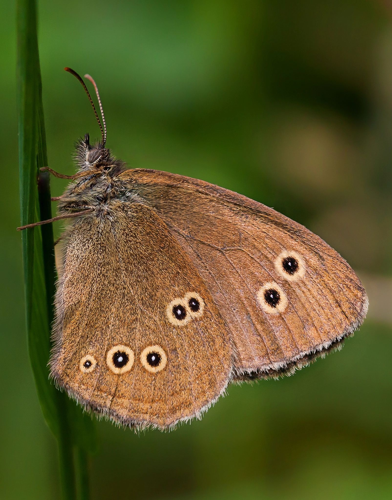 Sigma 105mm F2.8 EX DG OS HSM sample photo. Ringlet butterfly photography