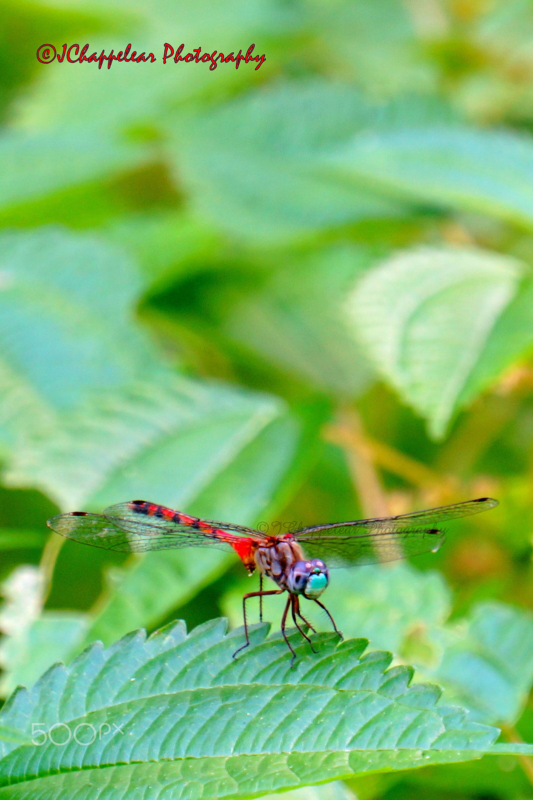 Sony Alpha NEX-5T sample photo. Red dragon photography