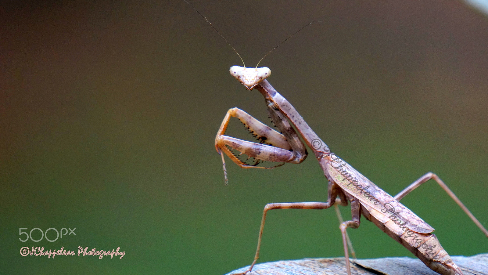 Sony Alpha NEX-5T sample photo. The mantis photography