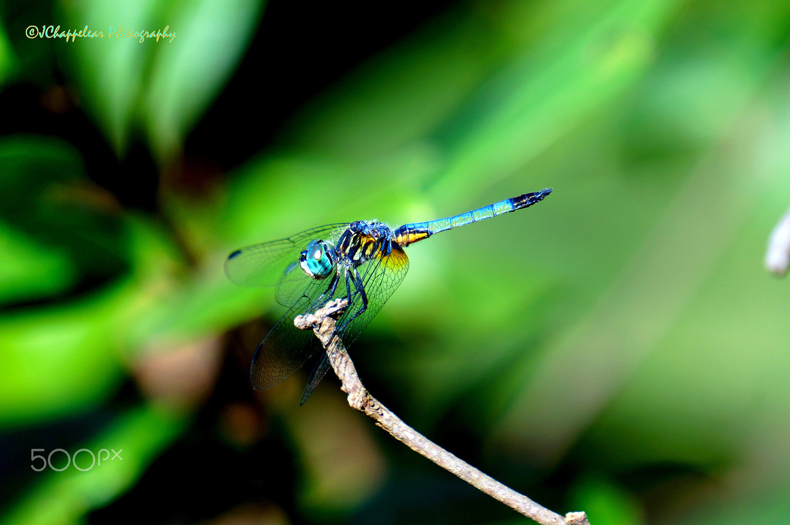 Sony Alpha NEX-5T sample photo. Blue & yellow dragon photography