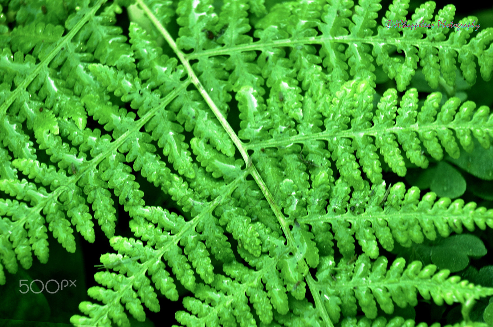Sony Alpha NEX-5T sample photo. Rain on green fern photography