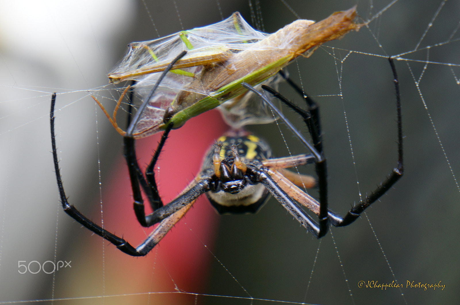 Sony Alpha NEX-5T sample photo. Caught photography