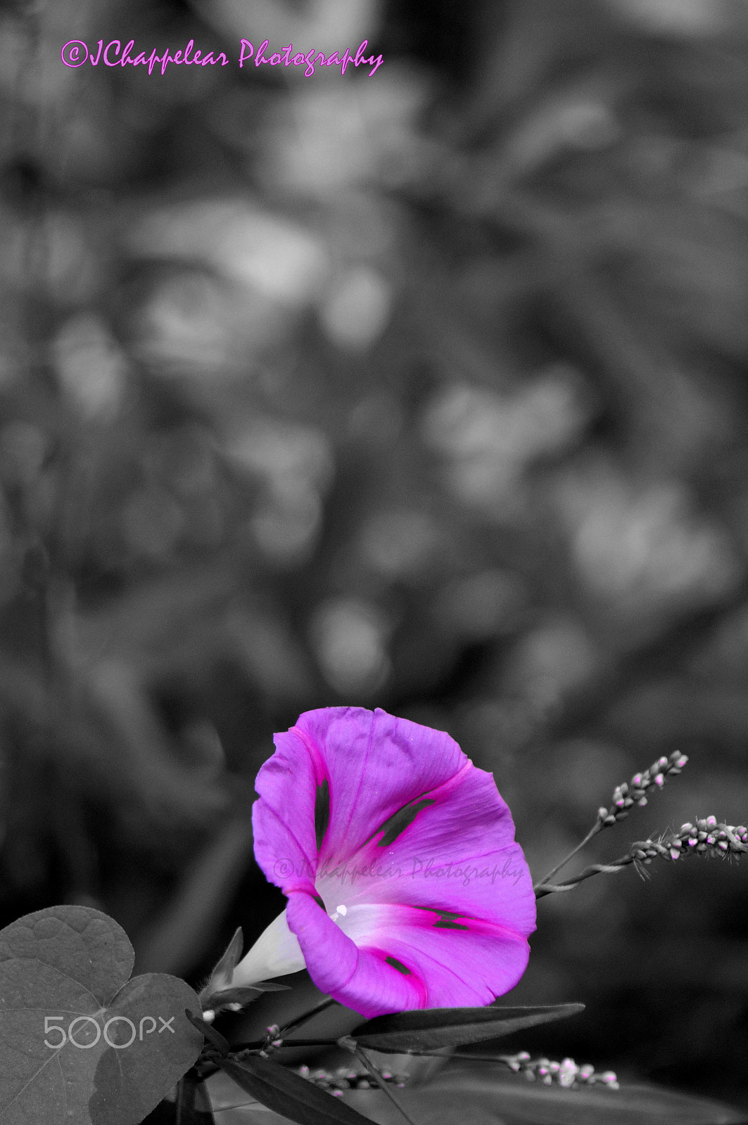 Sony Alpha NEX-5T sample photo. Purple on b&w photography