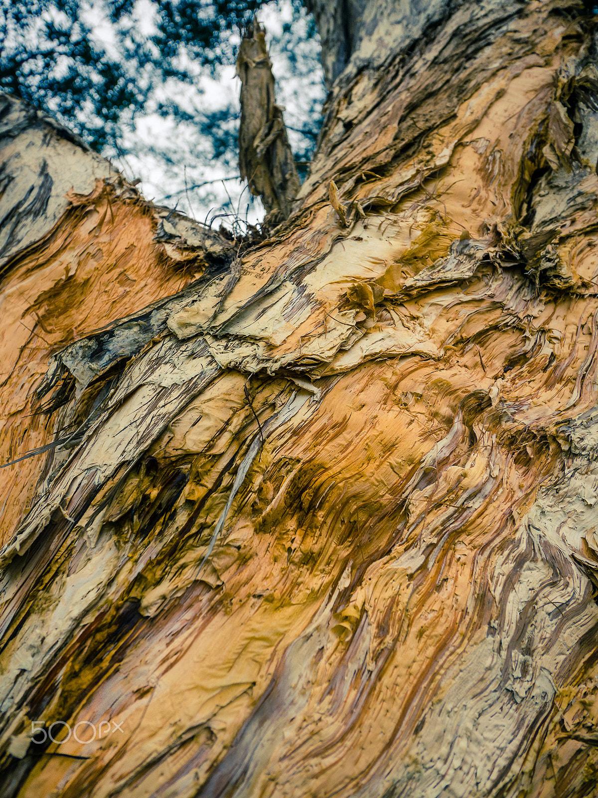 Panasonic Lumix G Vario 7-14mm F4 ASPH sample photo. Skinless photography