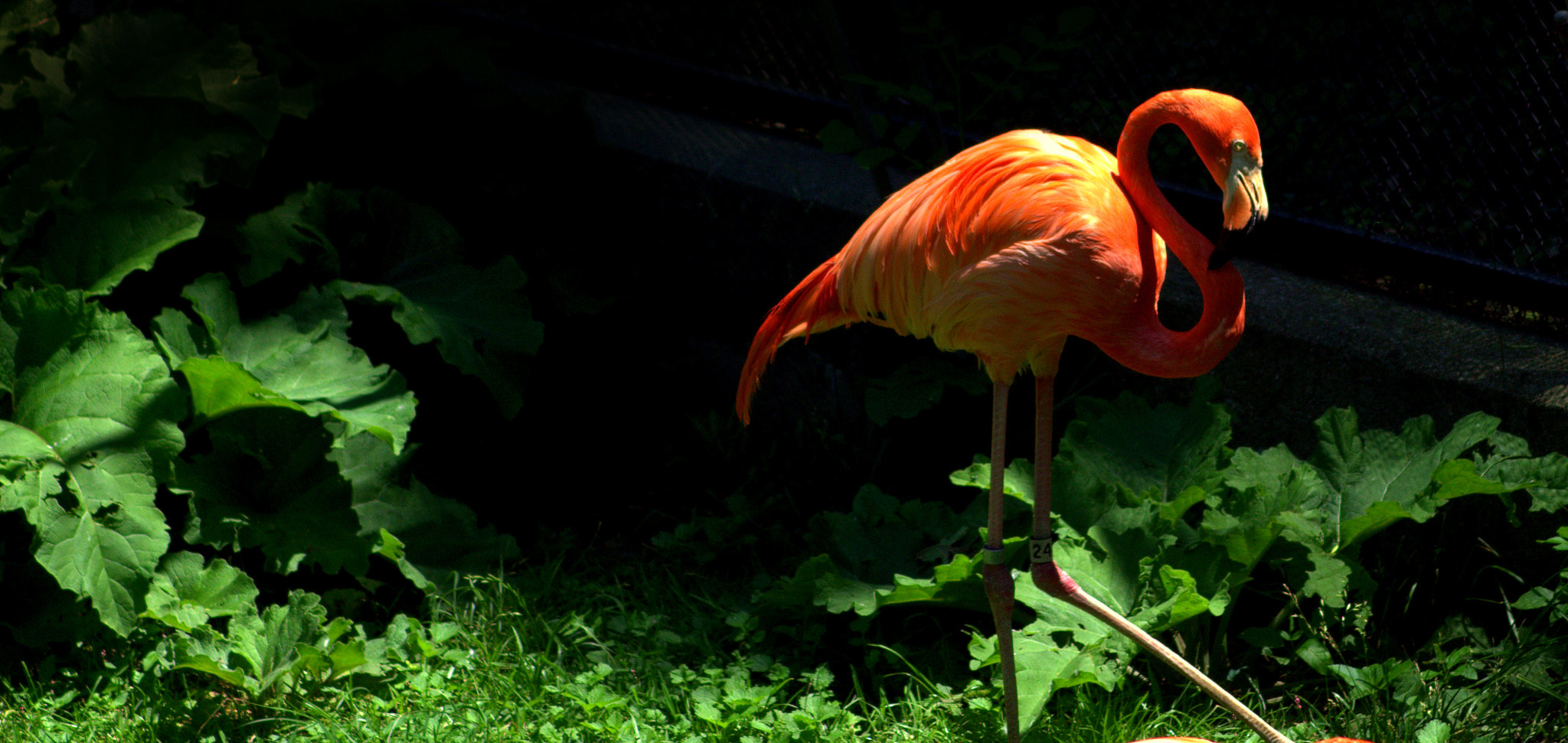 Canon EOS 100D (EOS Rebel SL1 / EOS Kiss X7) sample photo. Flamingo photography