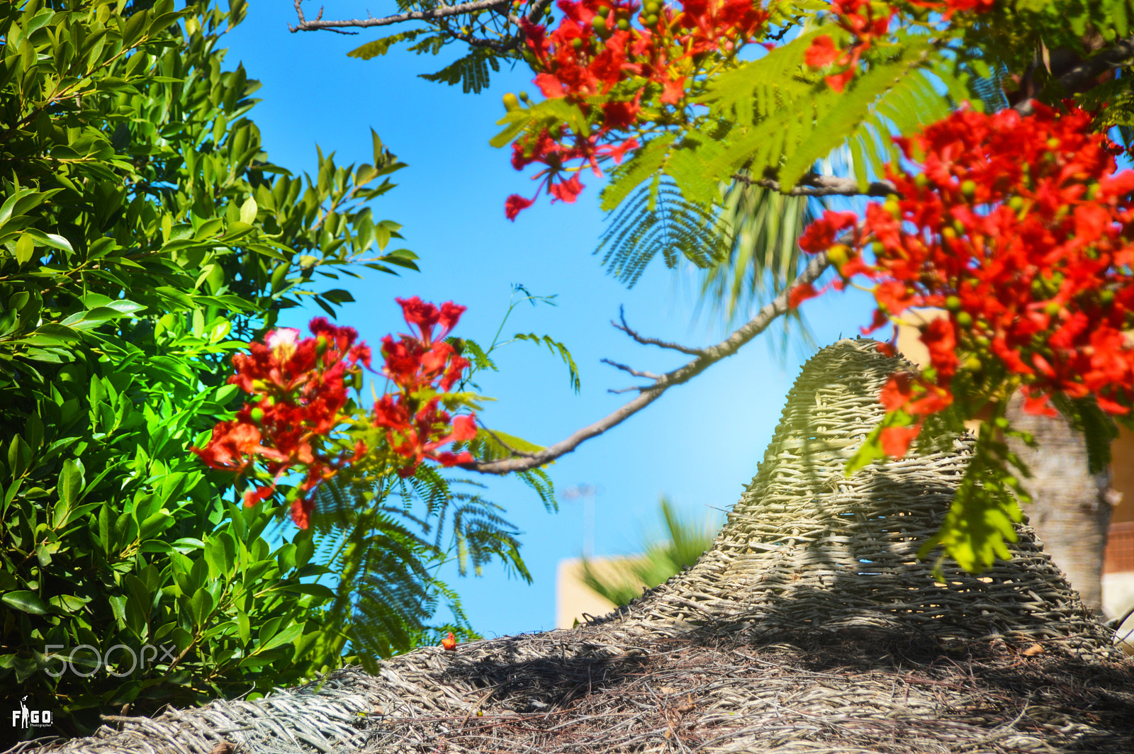 Nikon D3200 + Sigma 18-200mm F3.5-6.3 DC sample photo. Red flower photography