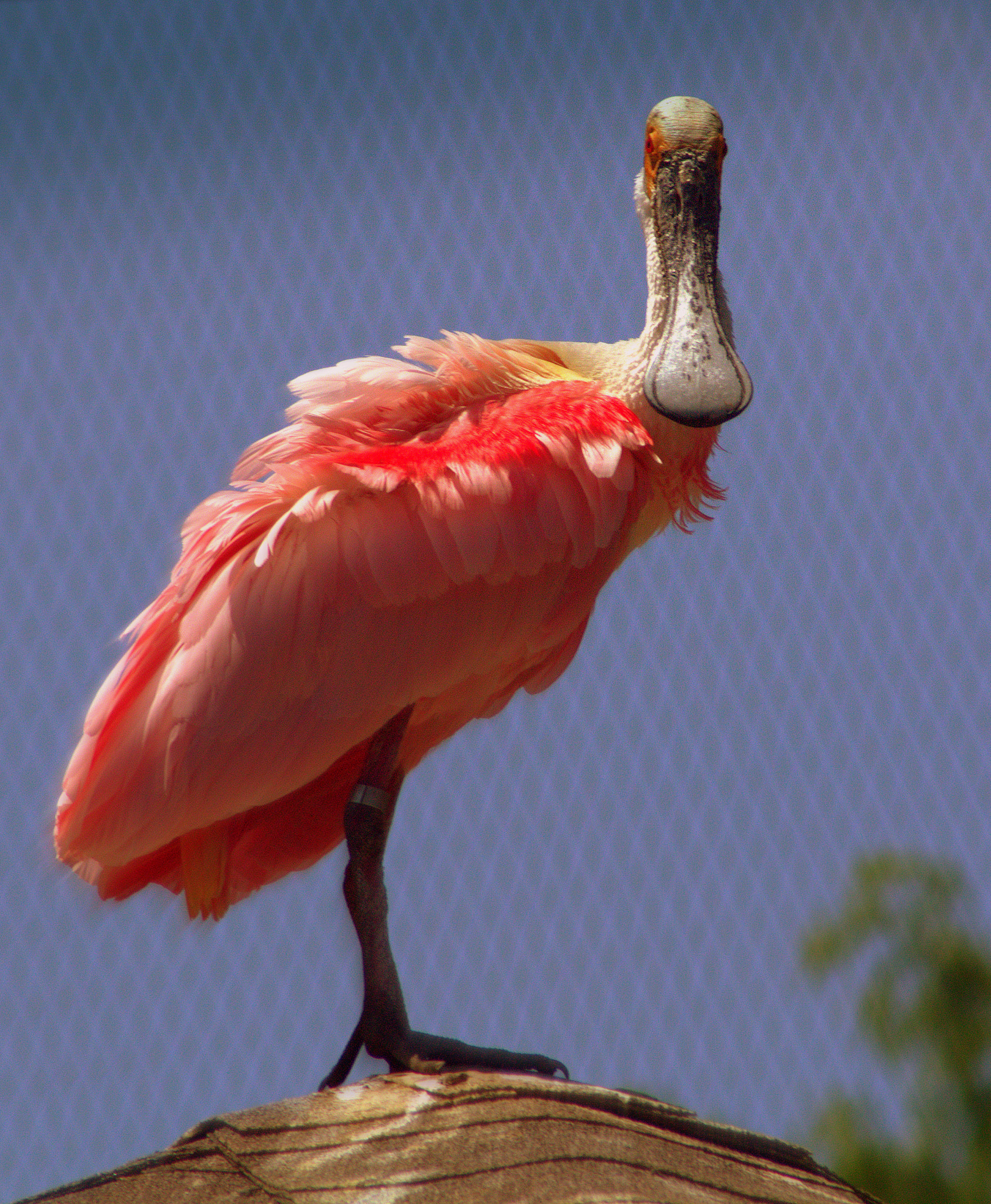 Canon EOS 100D (EOS Rebel SL1 / EOS Kiss X7) sample photo. Spoonbill photography
