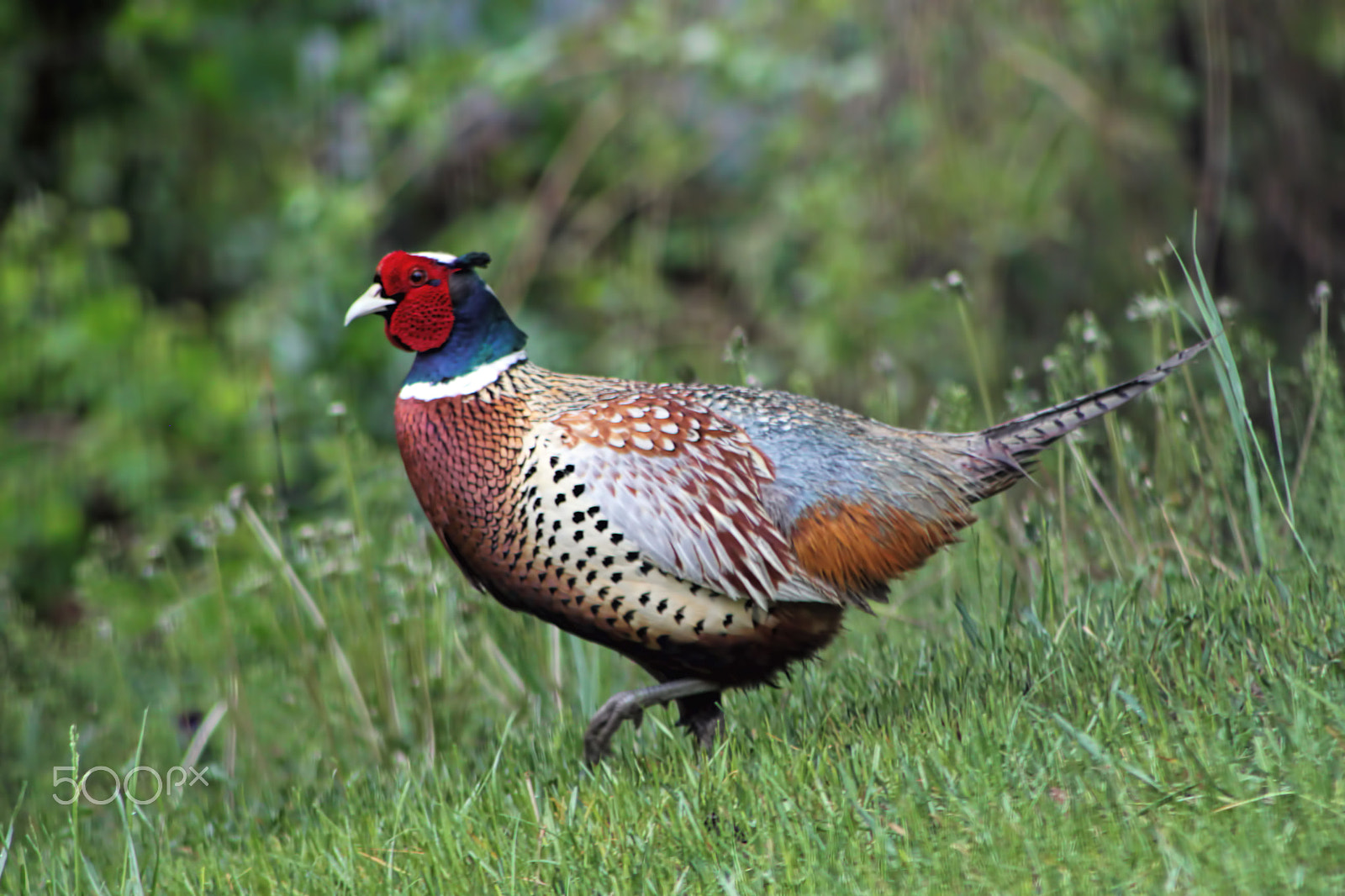 Canon EF 75-300mm f/4-5.6 USM sample photo. Male ring-necked pheasant photography