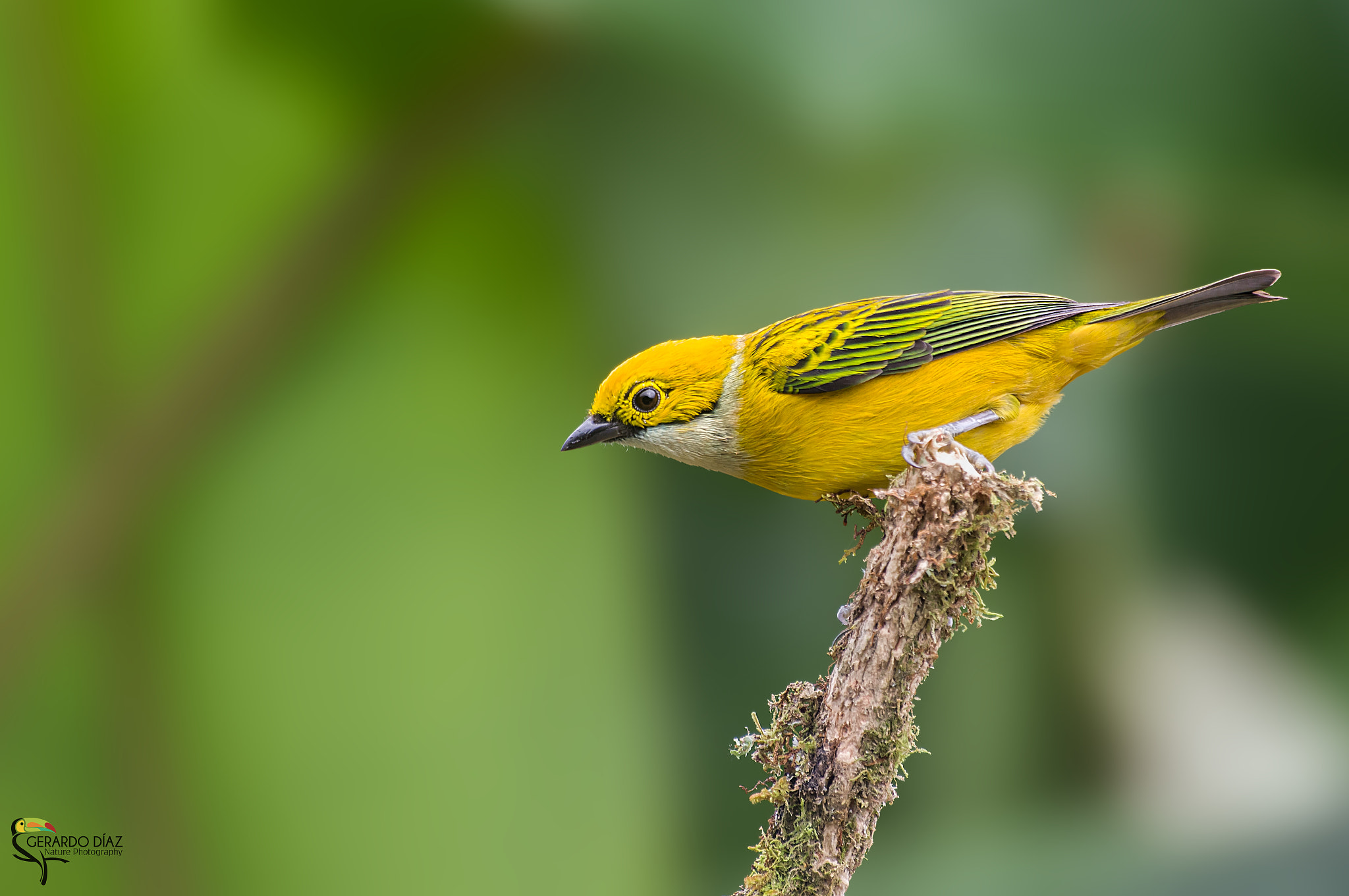 Pentax K-3 II + Sigma sample photo. Silver-throated tanager photography