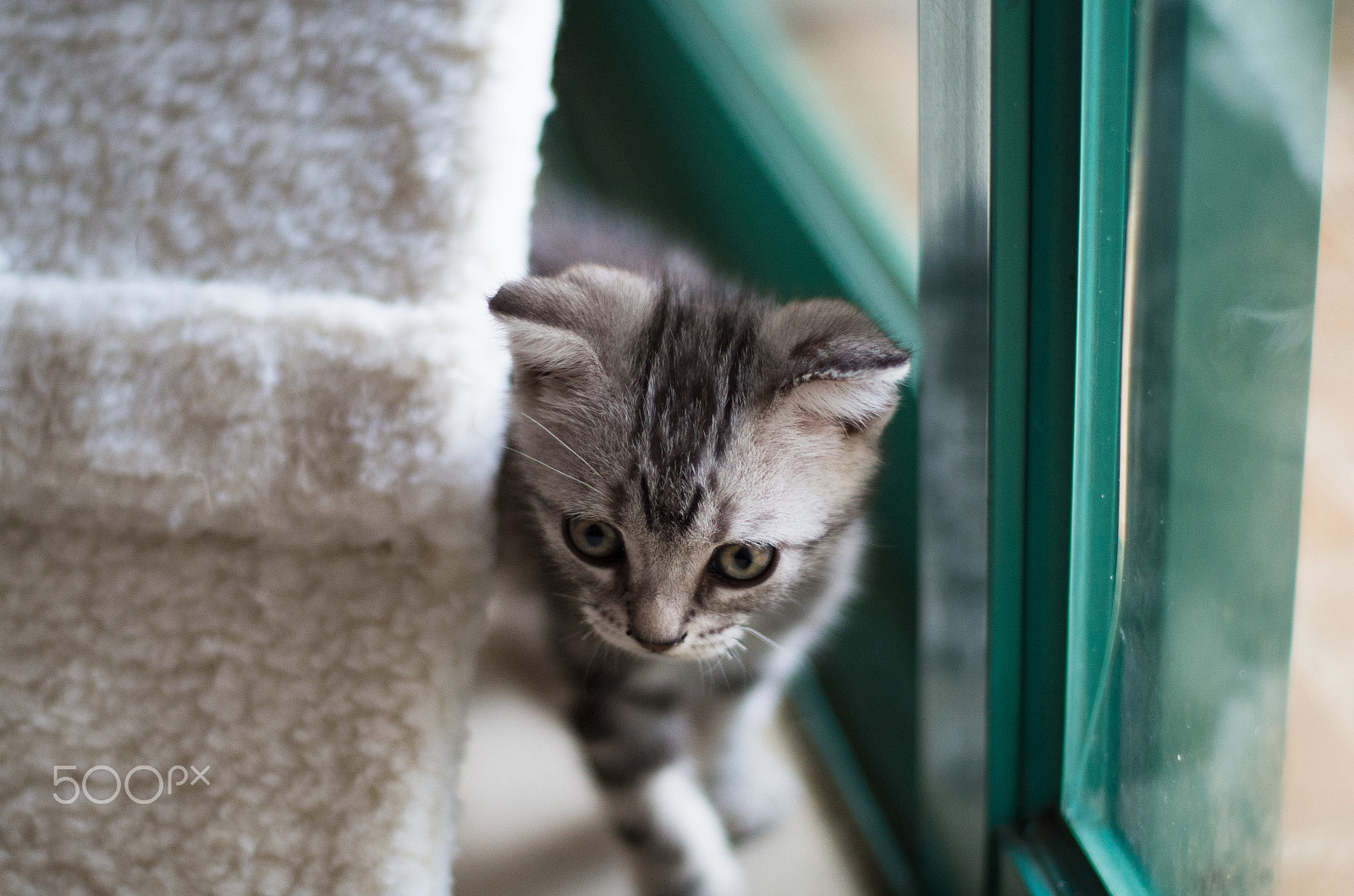 Pentax K-30 + smc PENTAX-FA 50mm F1.7 sample photo. Cat photography